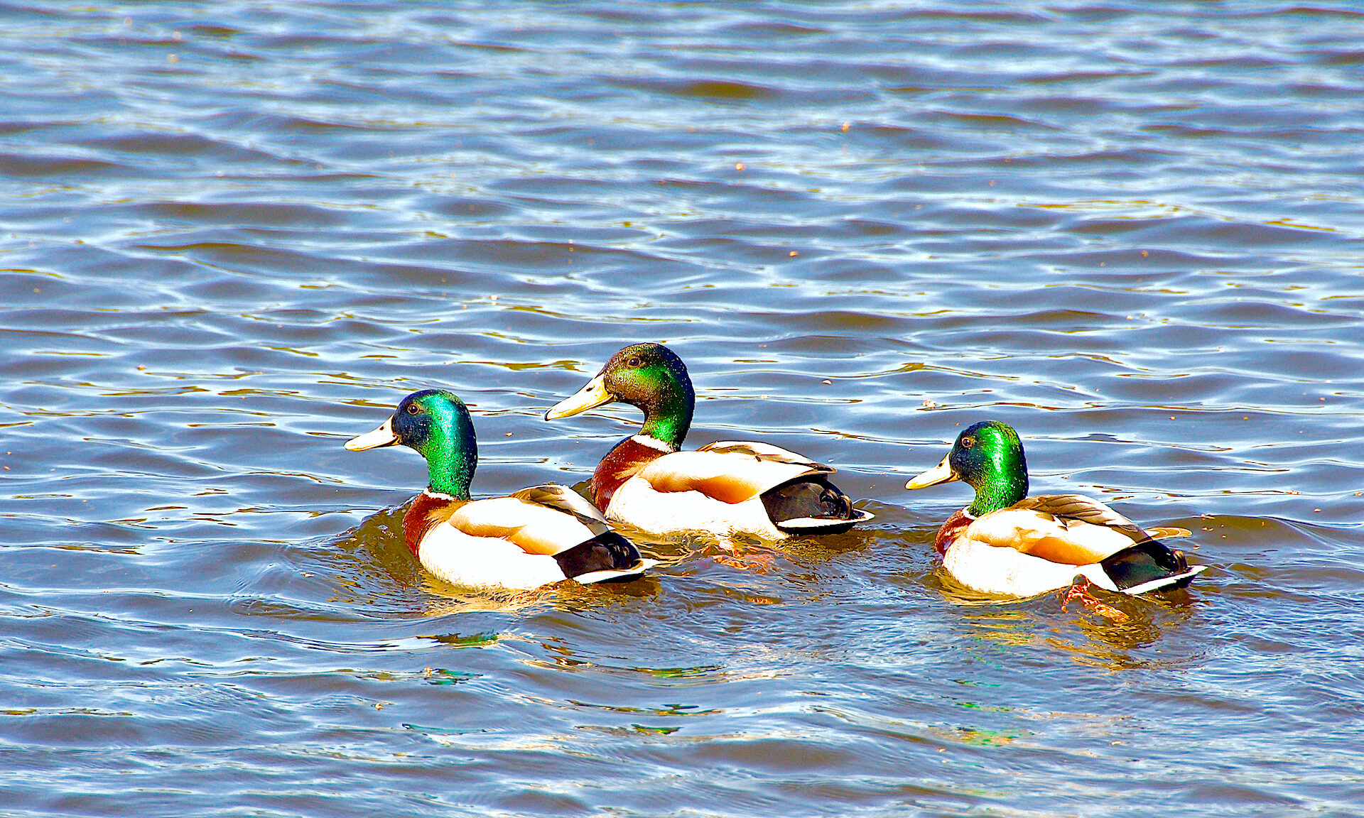 Valokuvaaja: Lasse Rokka