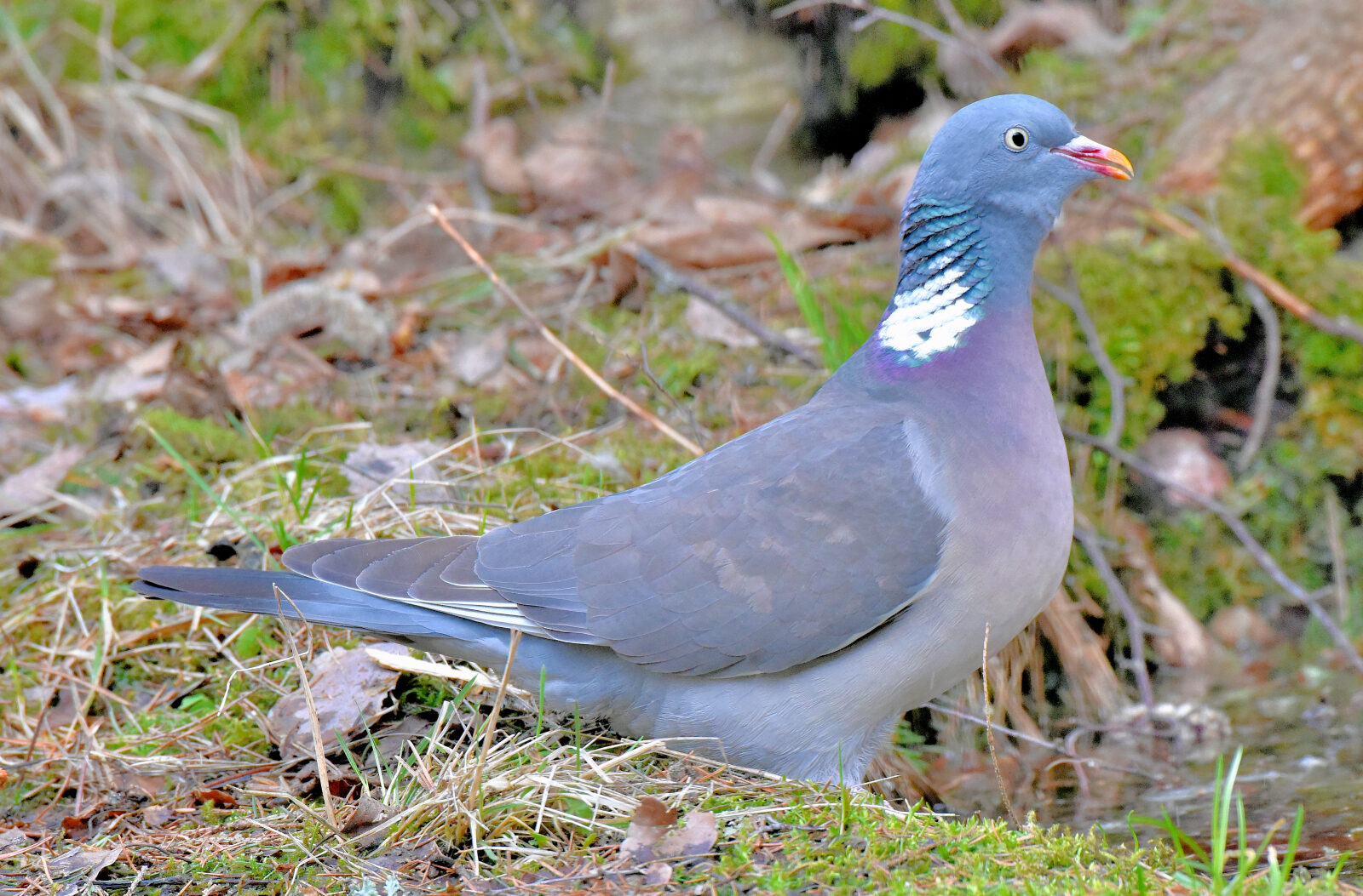 Valokuvaaja: Reijo Juurinen