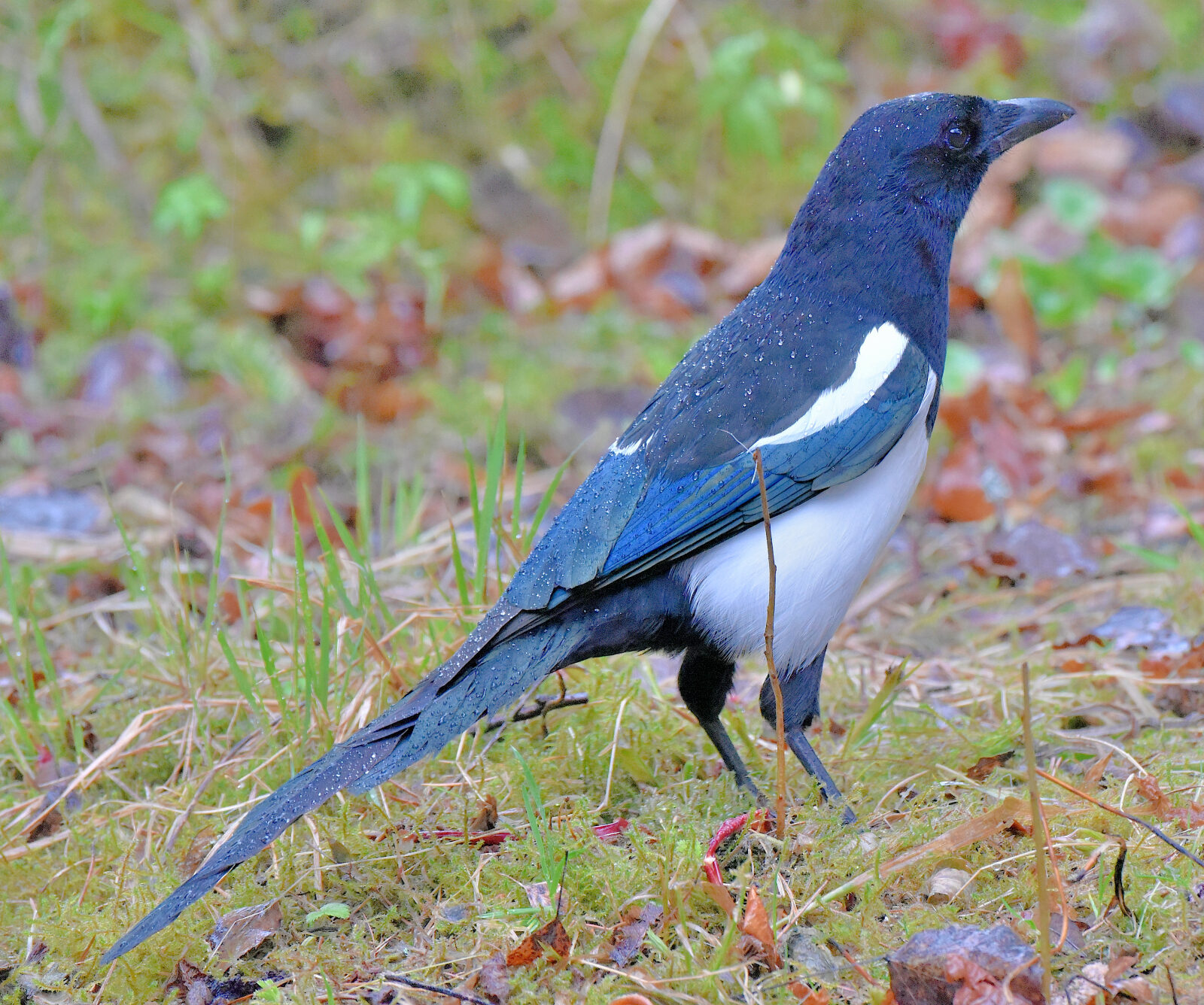 Valokuvaaja: Reijo Juurinen