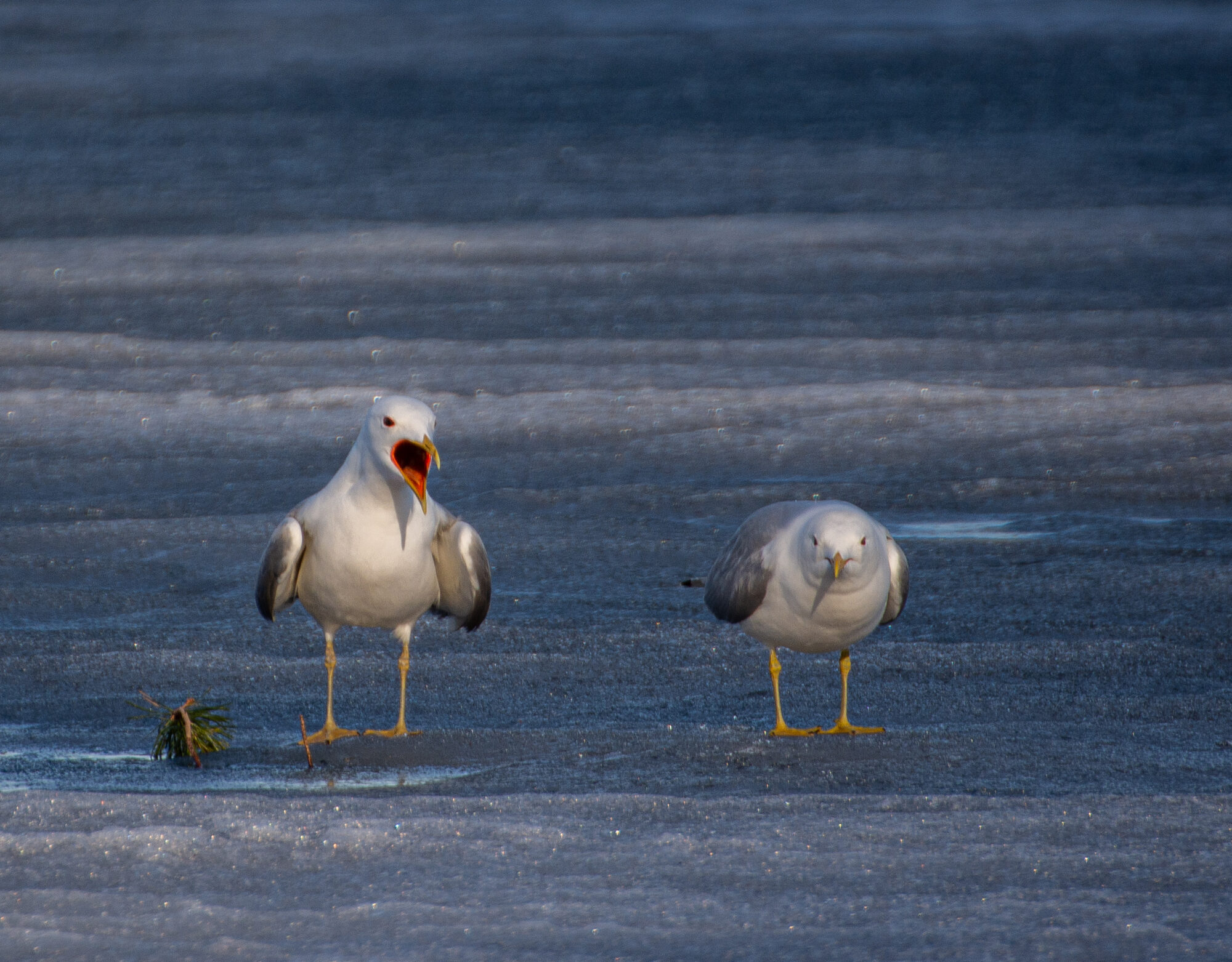Valokuvaaja: Tuula Komsi