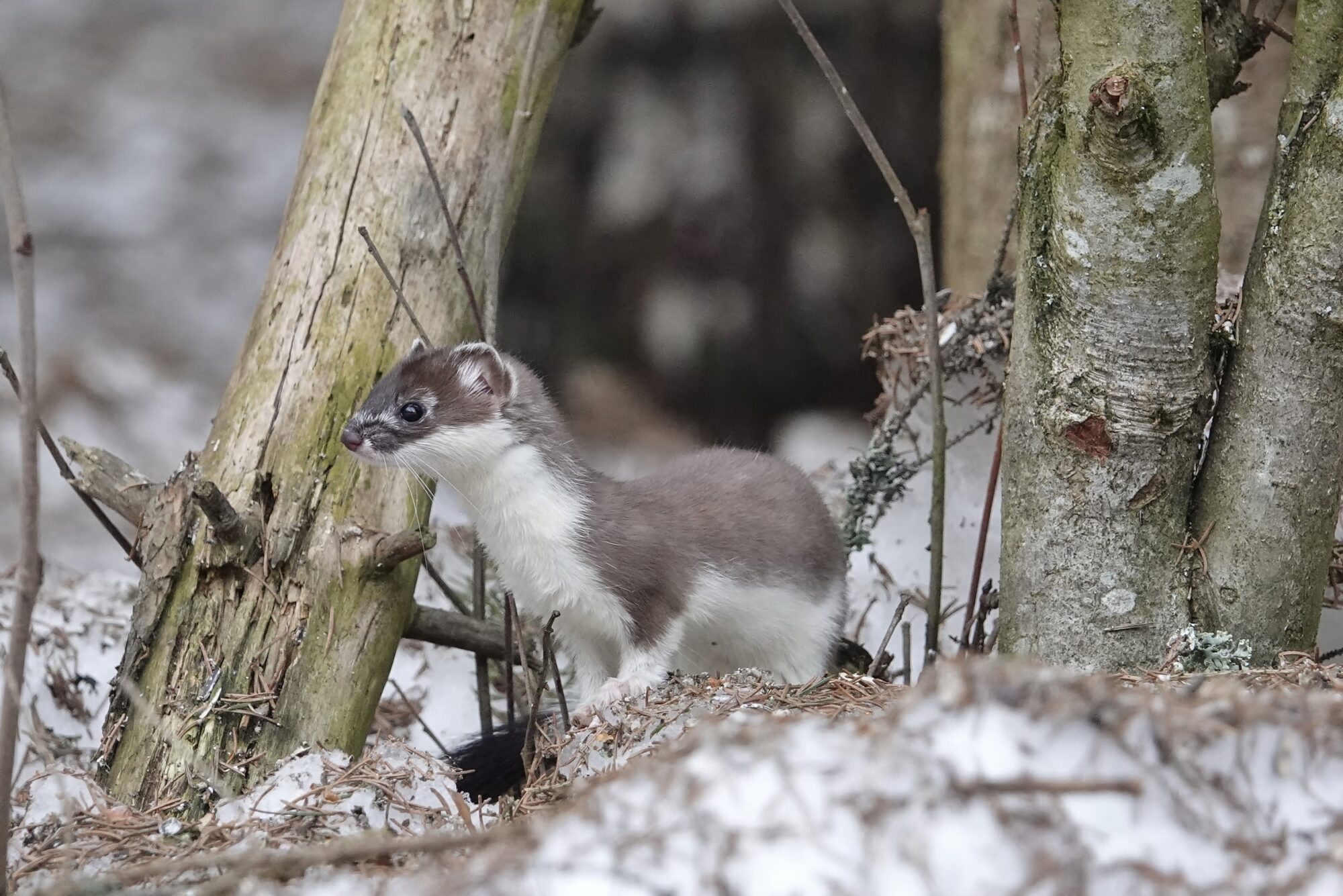 Valokuvaaja: Tuula Pirnes
