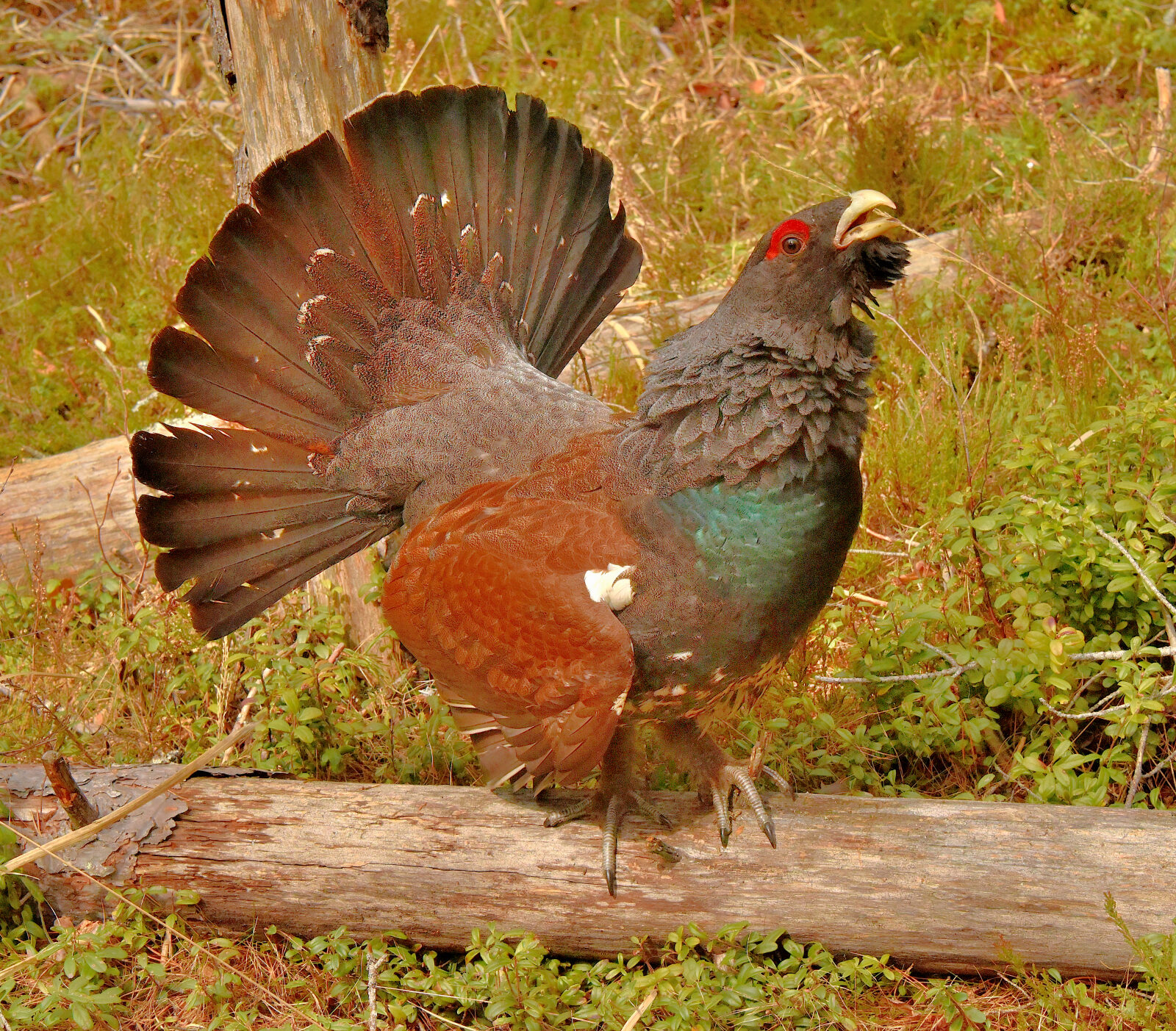 Valokuvaaja: Reijo Juurinen