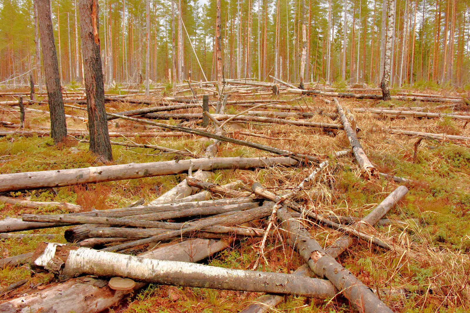 Valokuvaaja: Reijo Juurinen