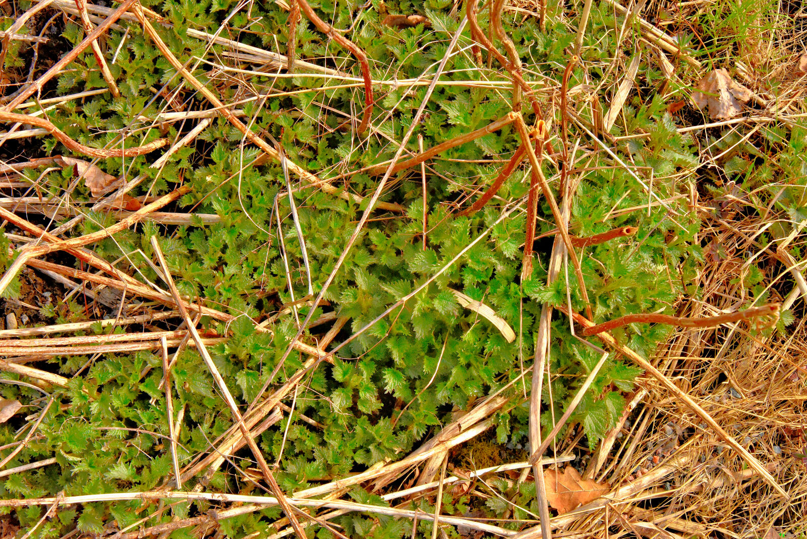 Valokuvaaja: Reijo Juurinen