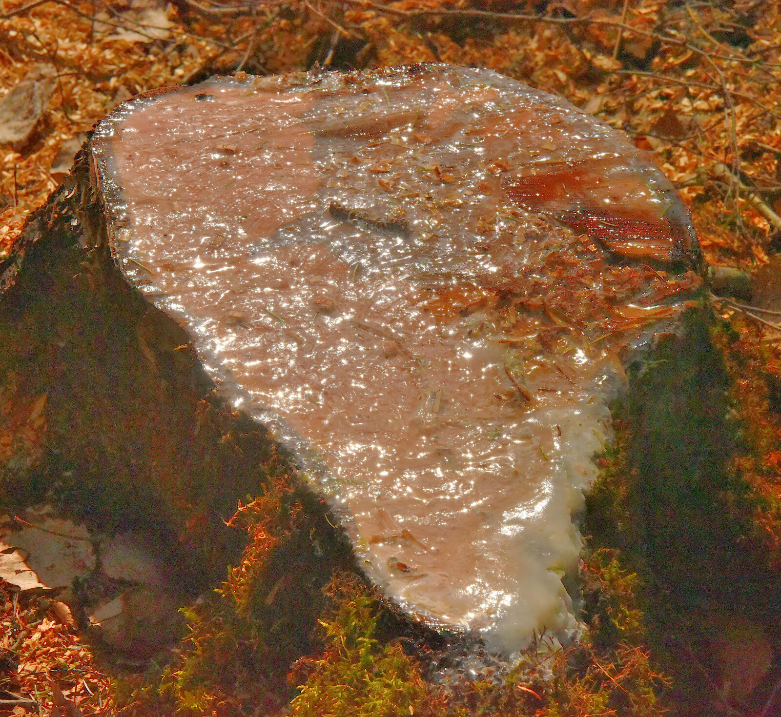 Valokuvaaja: Reijo Juurinen Valokuvaaja: Reijo Juurinen