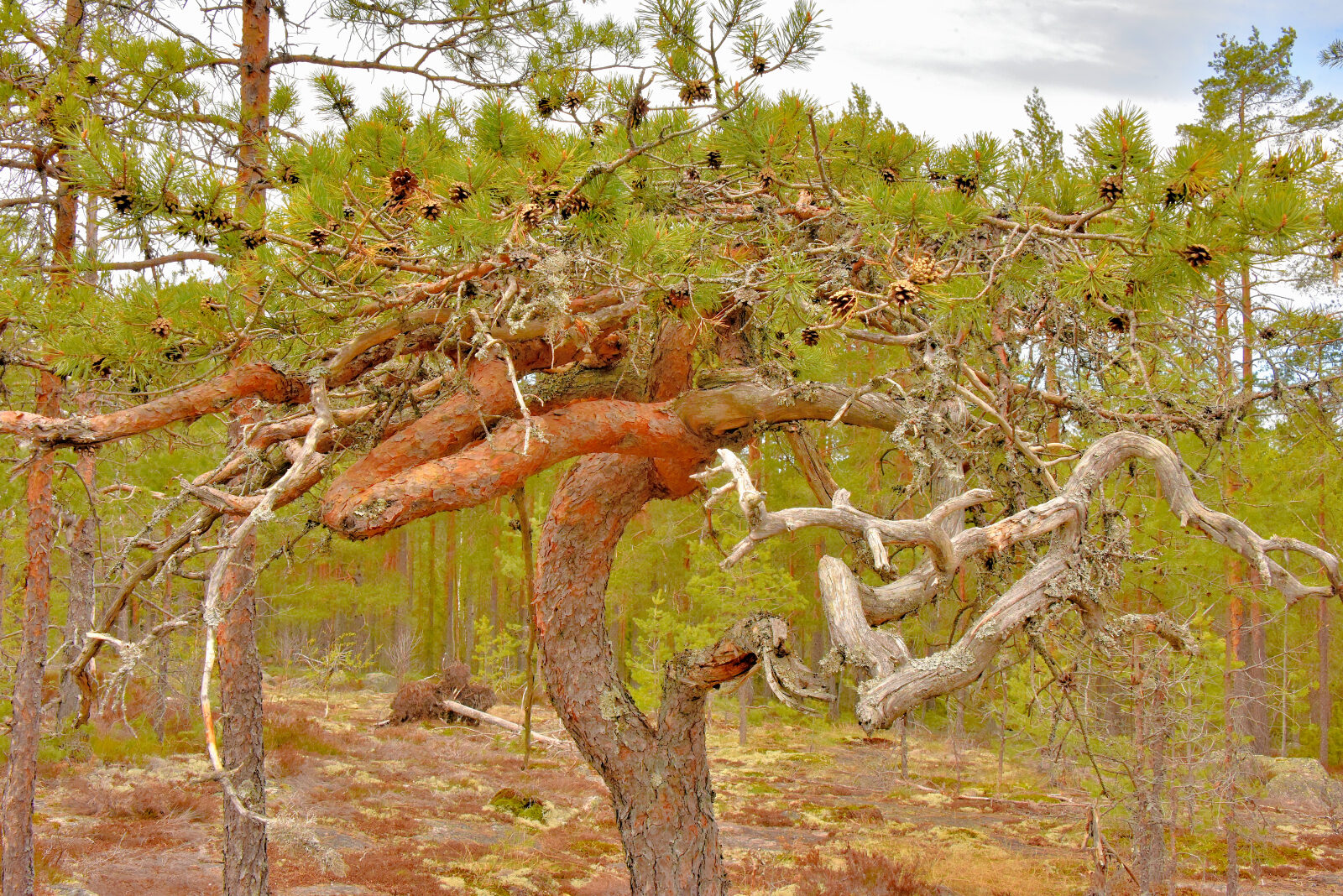 Valokuvaaja: Reijo Juurinen