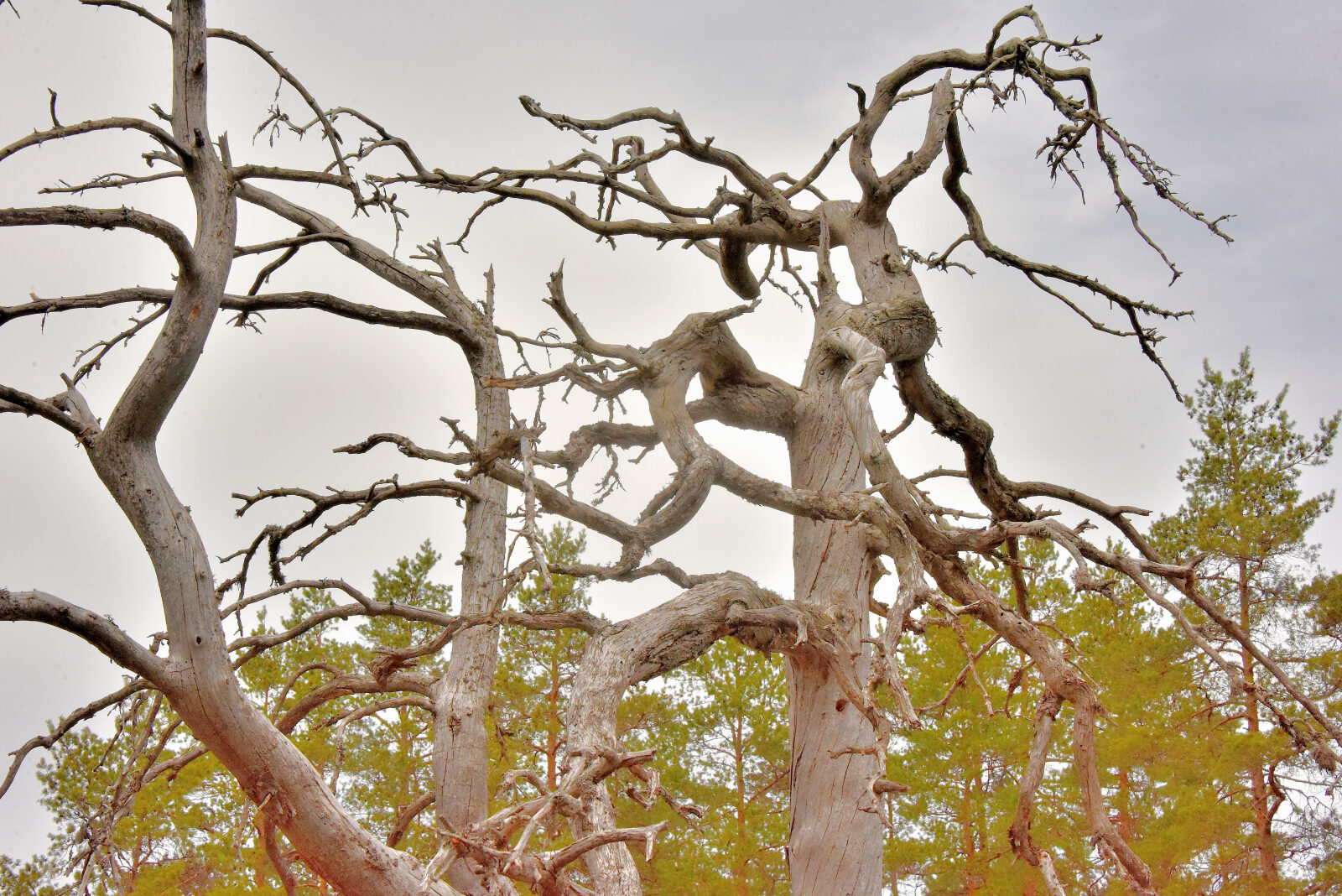 Valokuvaaja: Reijo Juurinen