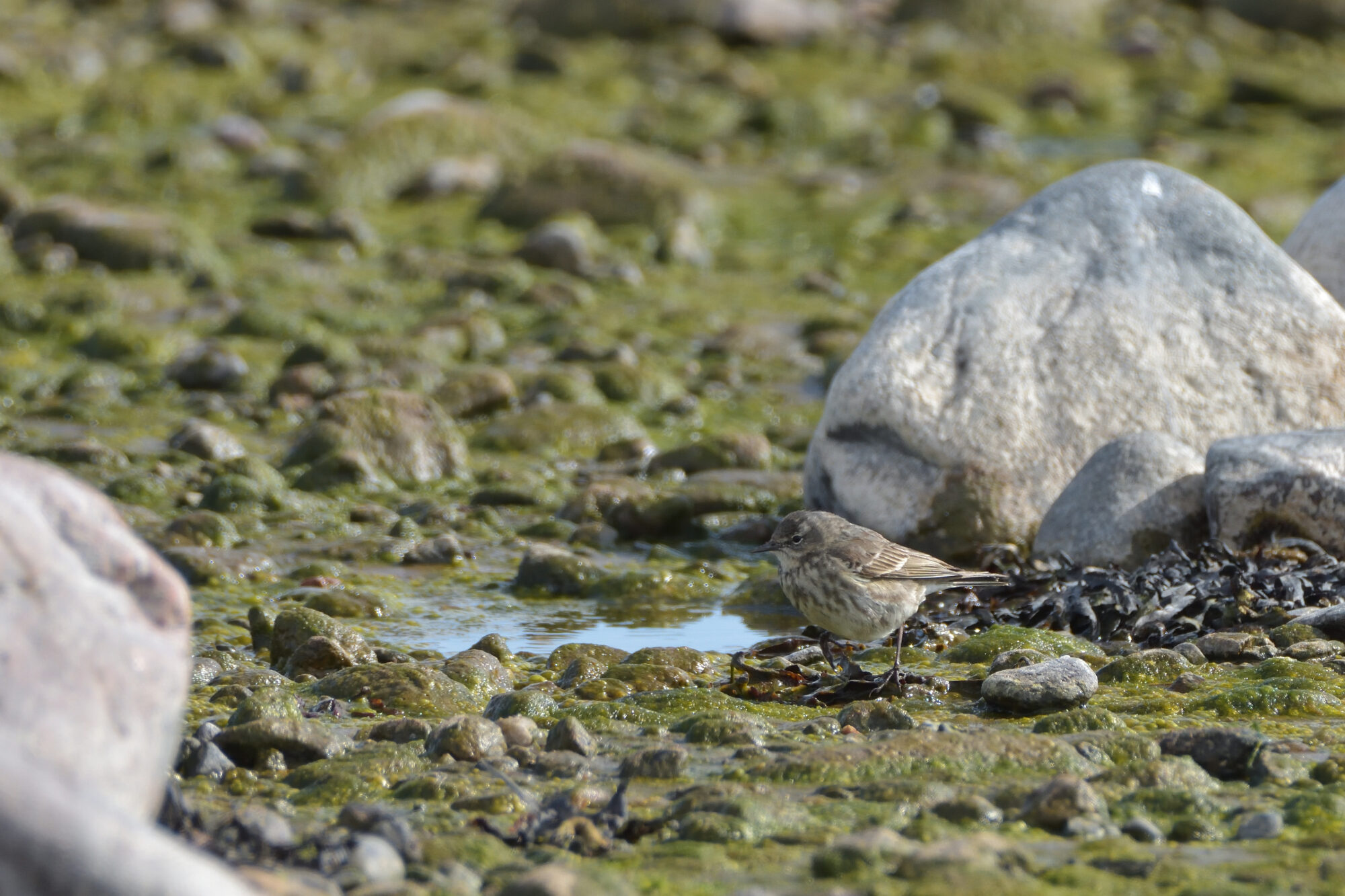 Valokuvaaja: Asko Heikkinen