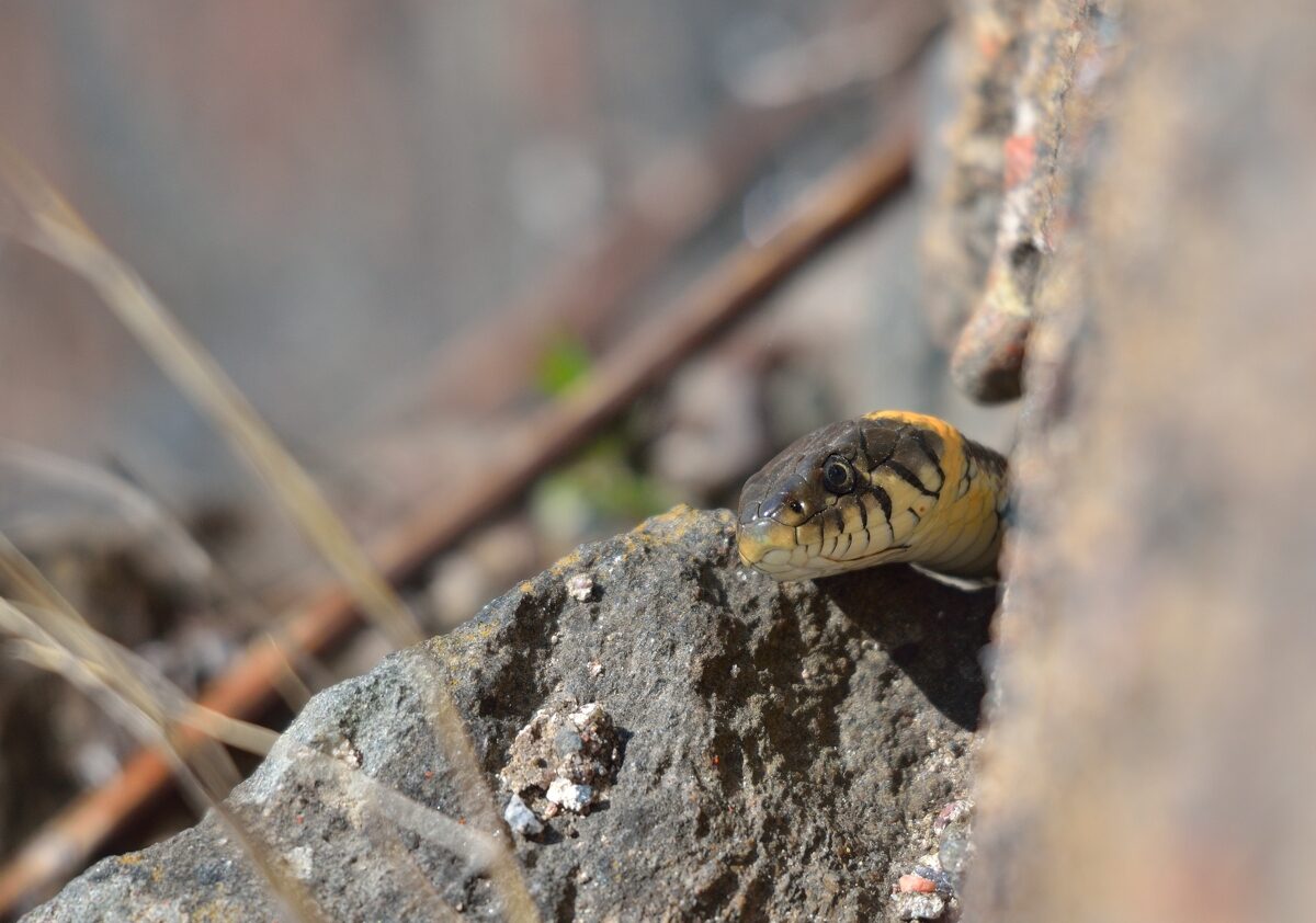 Valokuvaaja: Hannu Haapasaari