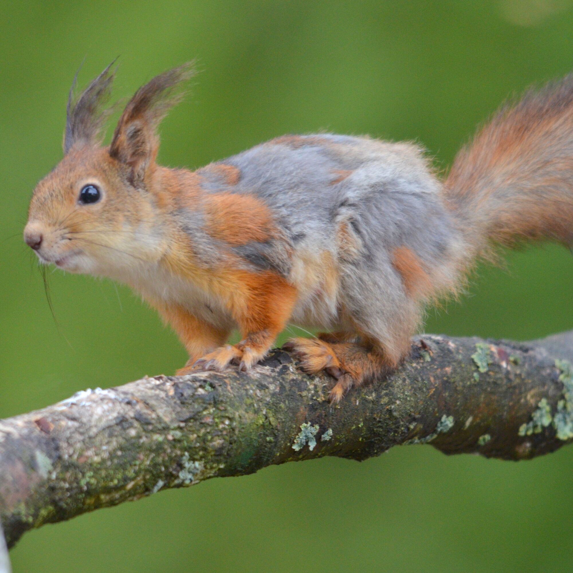 Valokuvaaja: Kaarlo Asikainen