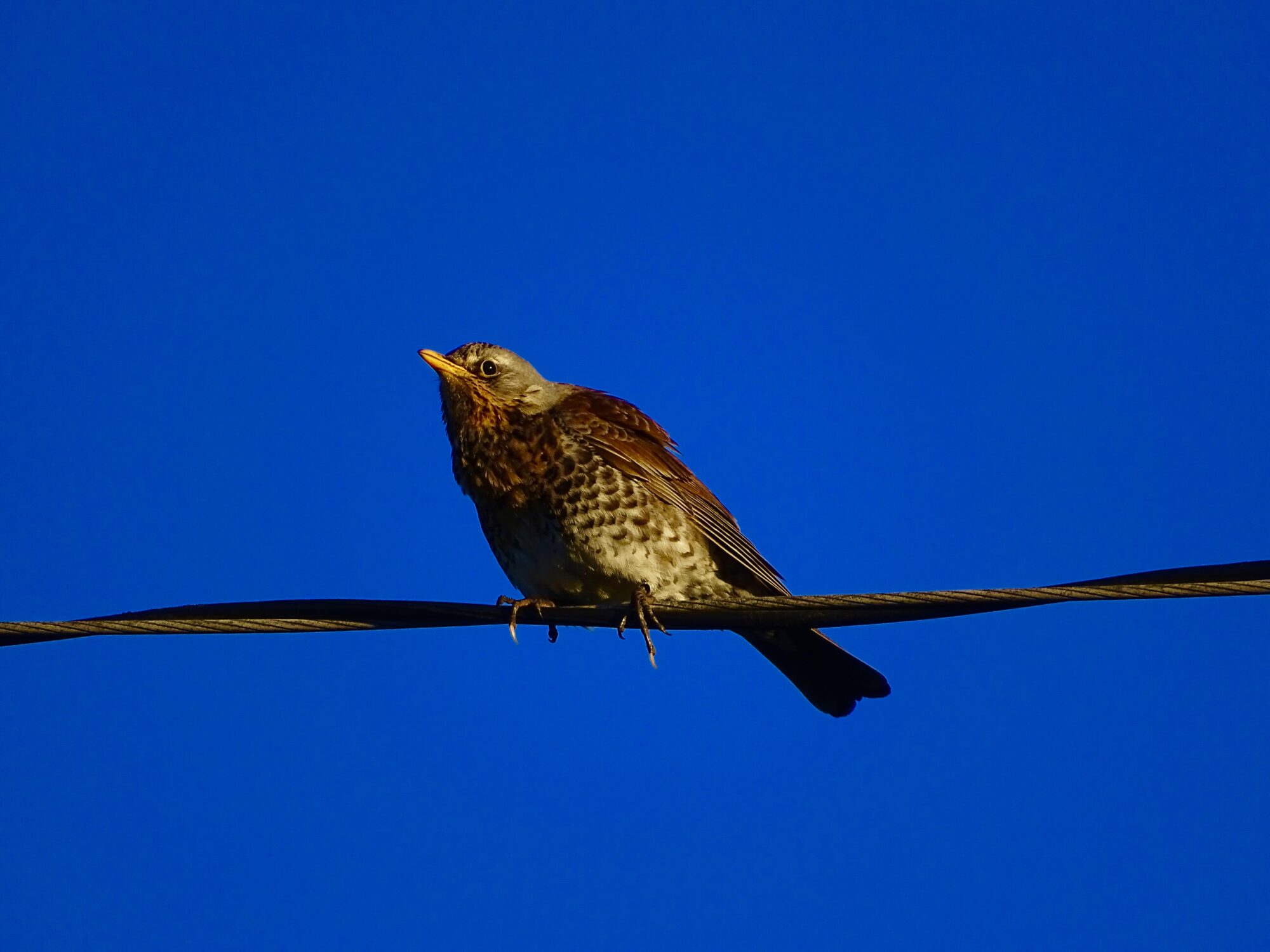 Valokuvaaja: Juhani Peltonen