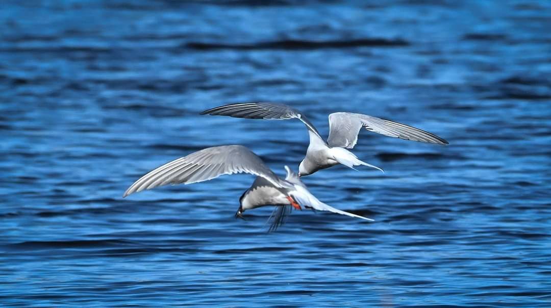 Valokuvaaja: Satu-Sinikka Vuolteenaho Valokuvaaja: Satu-Sinikka Vuolteenaho