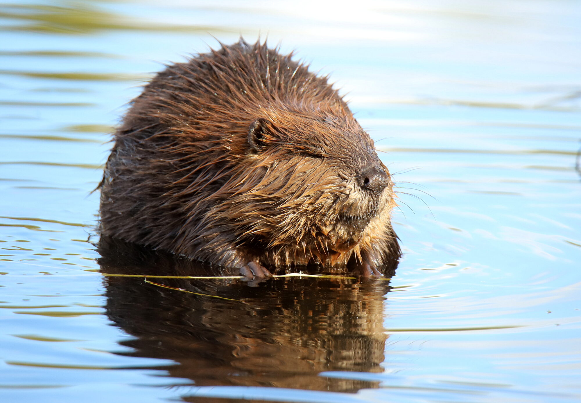 Valokuvaaja: sirpa jyske
