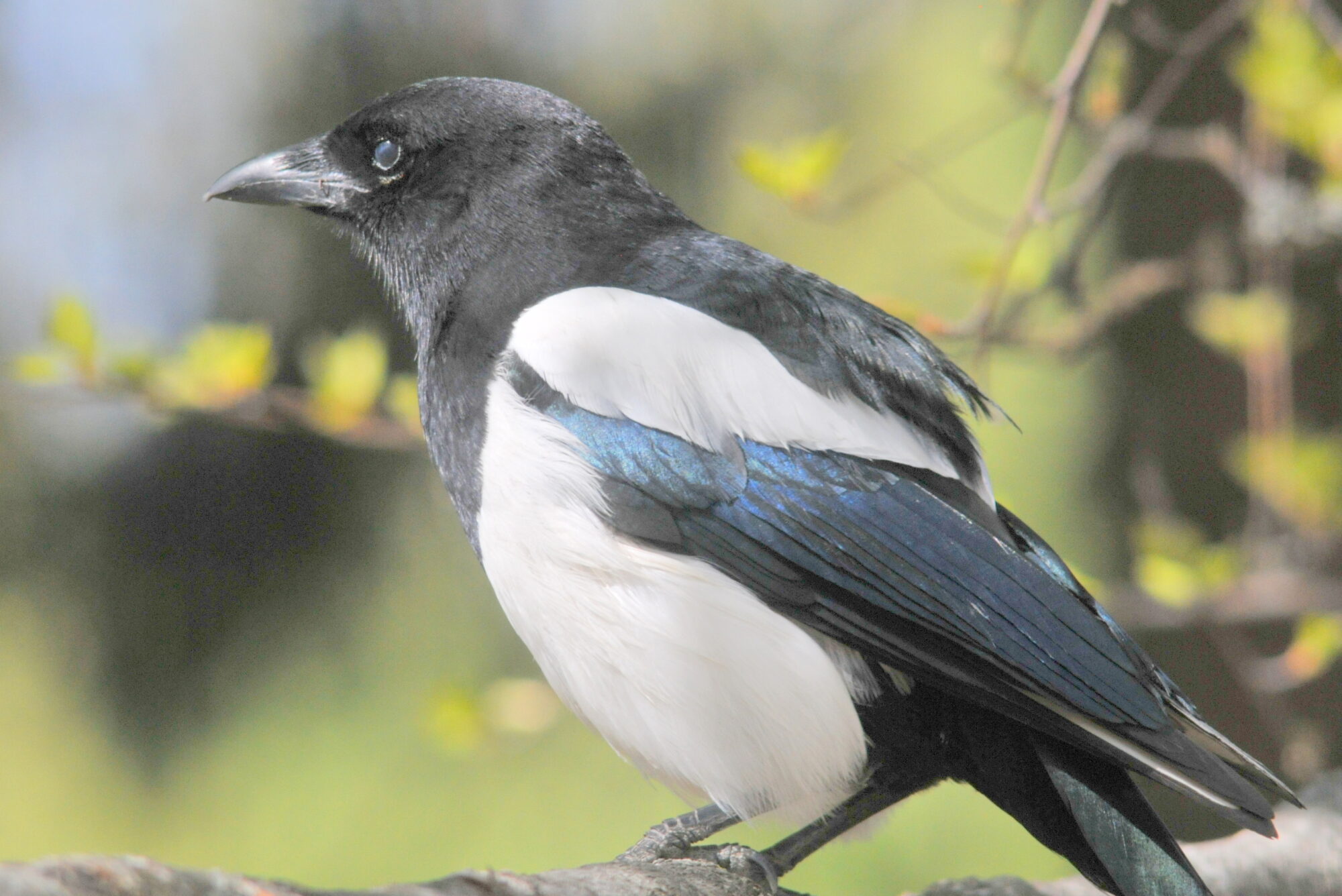 Valokuvaaja: Kaarlo Asikainen