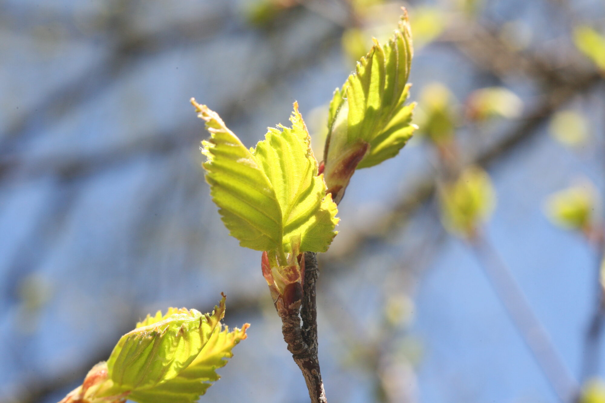 Valokuvaaja: Kaarlo Asikainen