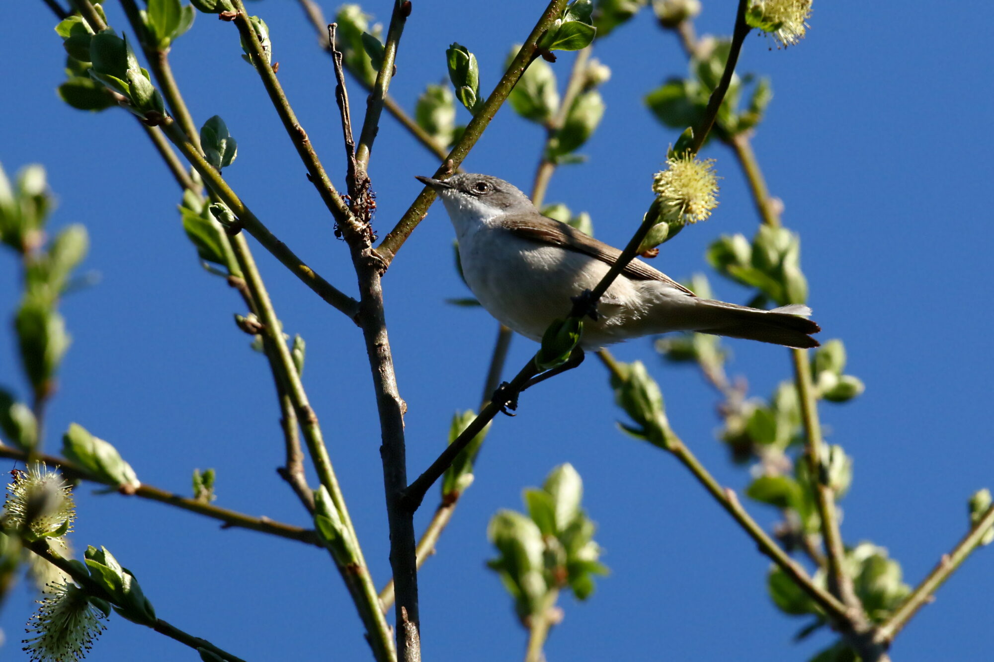Valokuvaaja: Antero Tykkyläinen