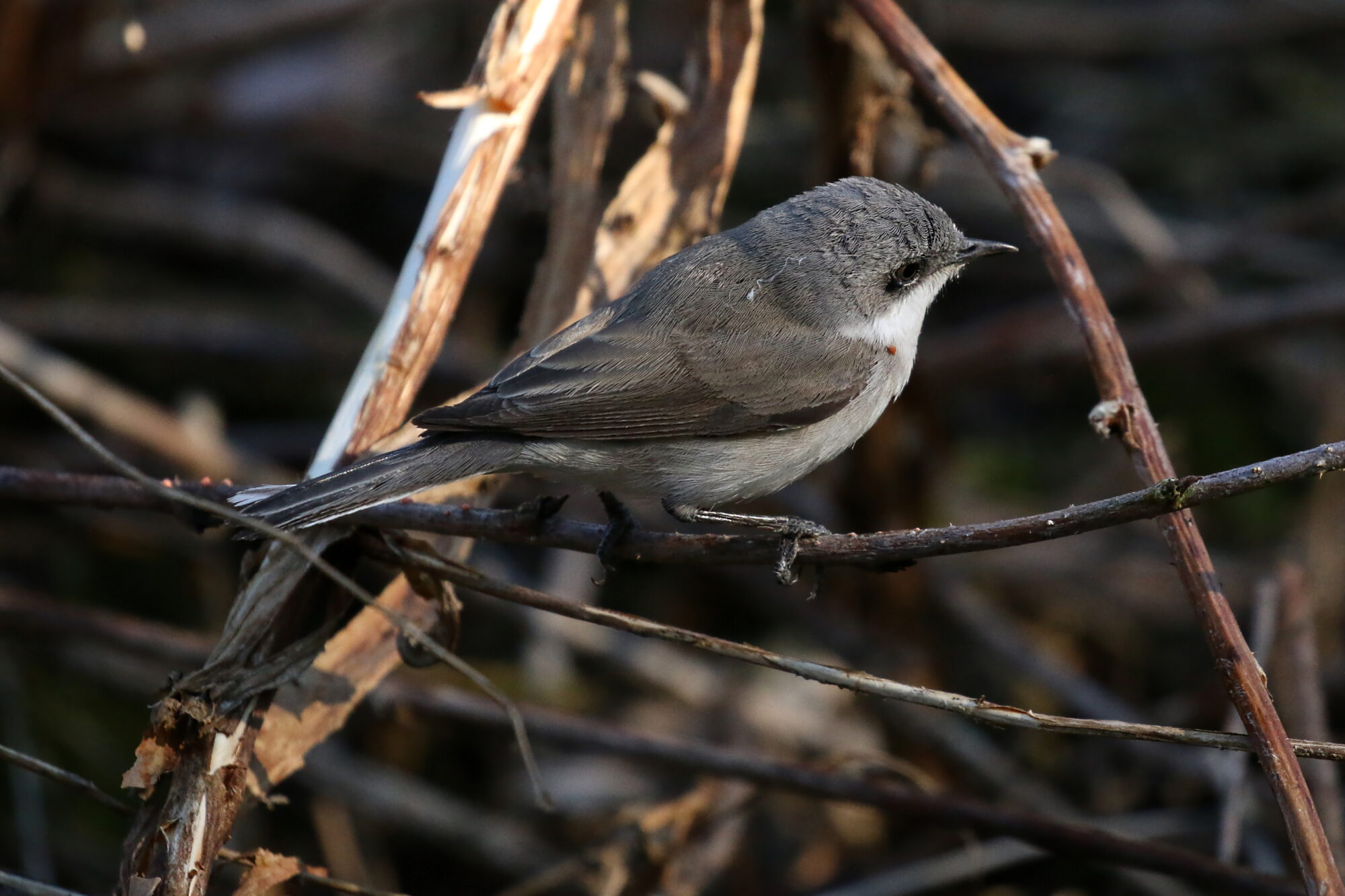 Valokuvaaja: Antero Tykkyläinen