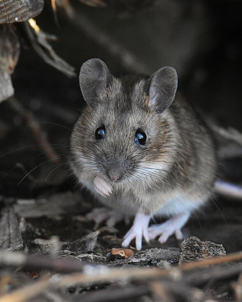 Valokuvaaja: eraopa_s_wildlife_photography