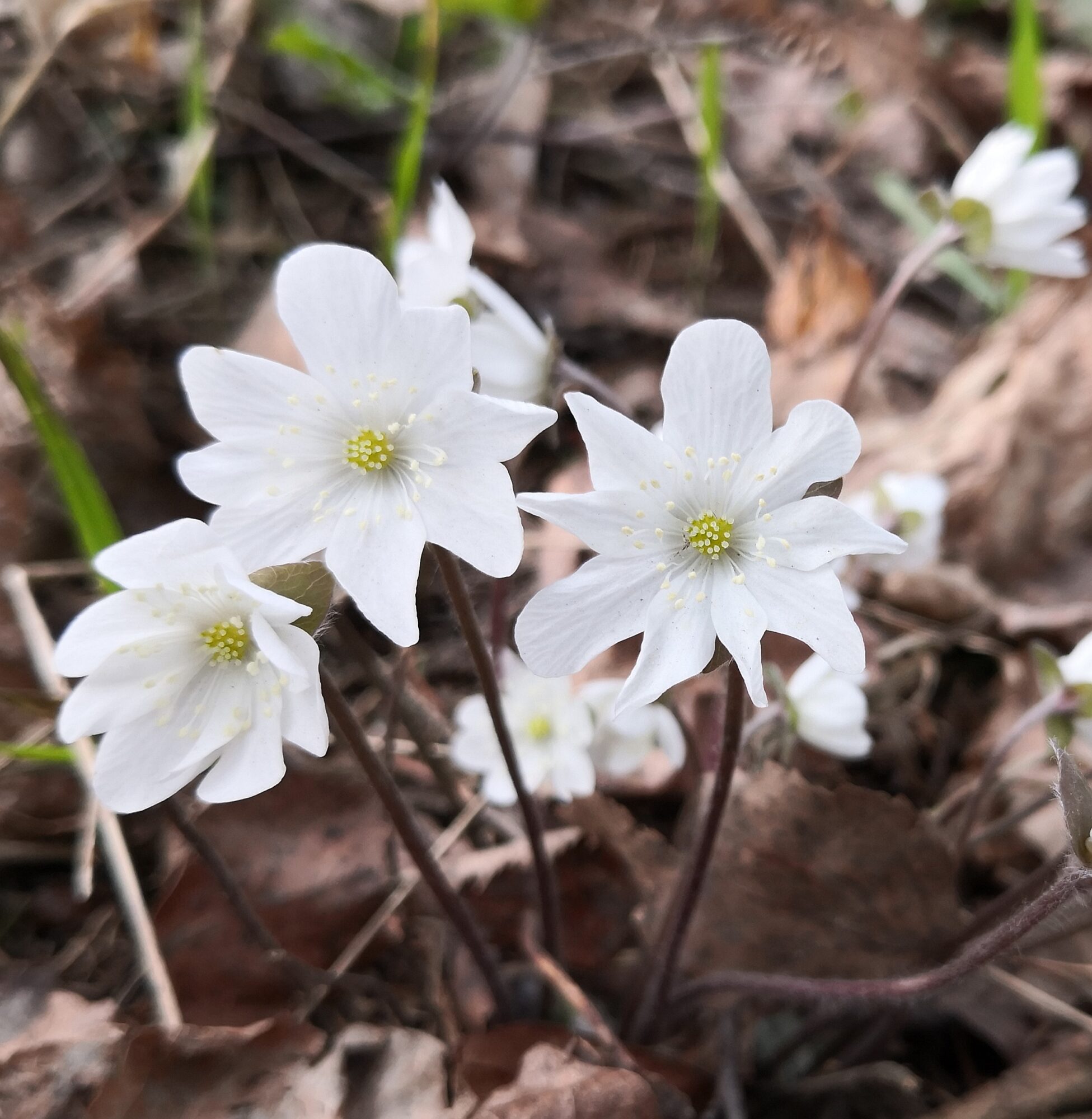 Valokuvaaja: Kirsti Wahlroos
