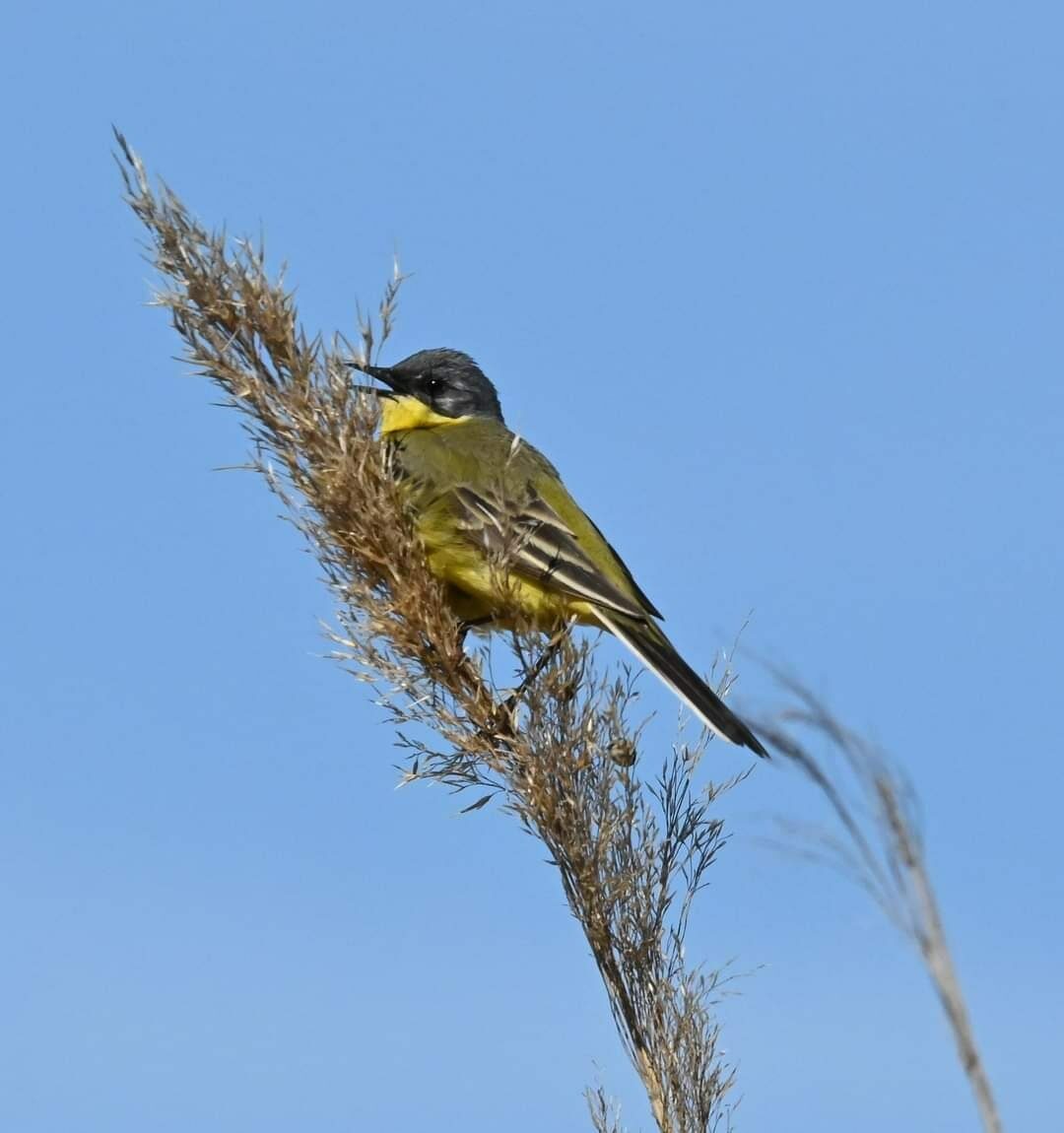 Valokuvaaja: Satu-Sinikka Vuolteenaho