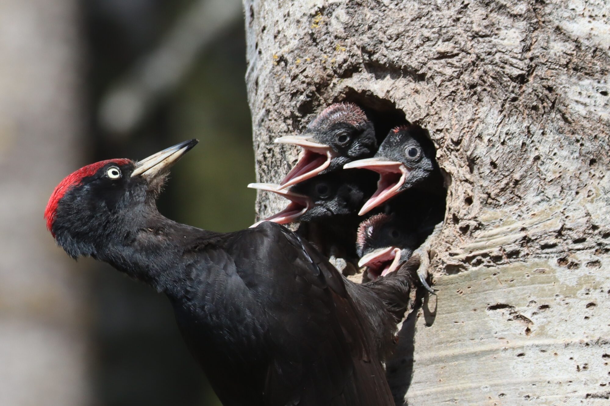 Valokuvaaja: Susanna Hannula Valokuvaaja: Susanna Hannula