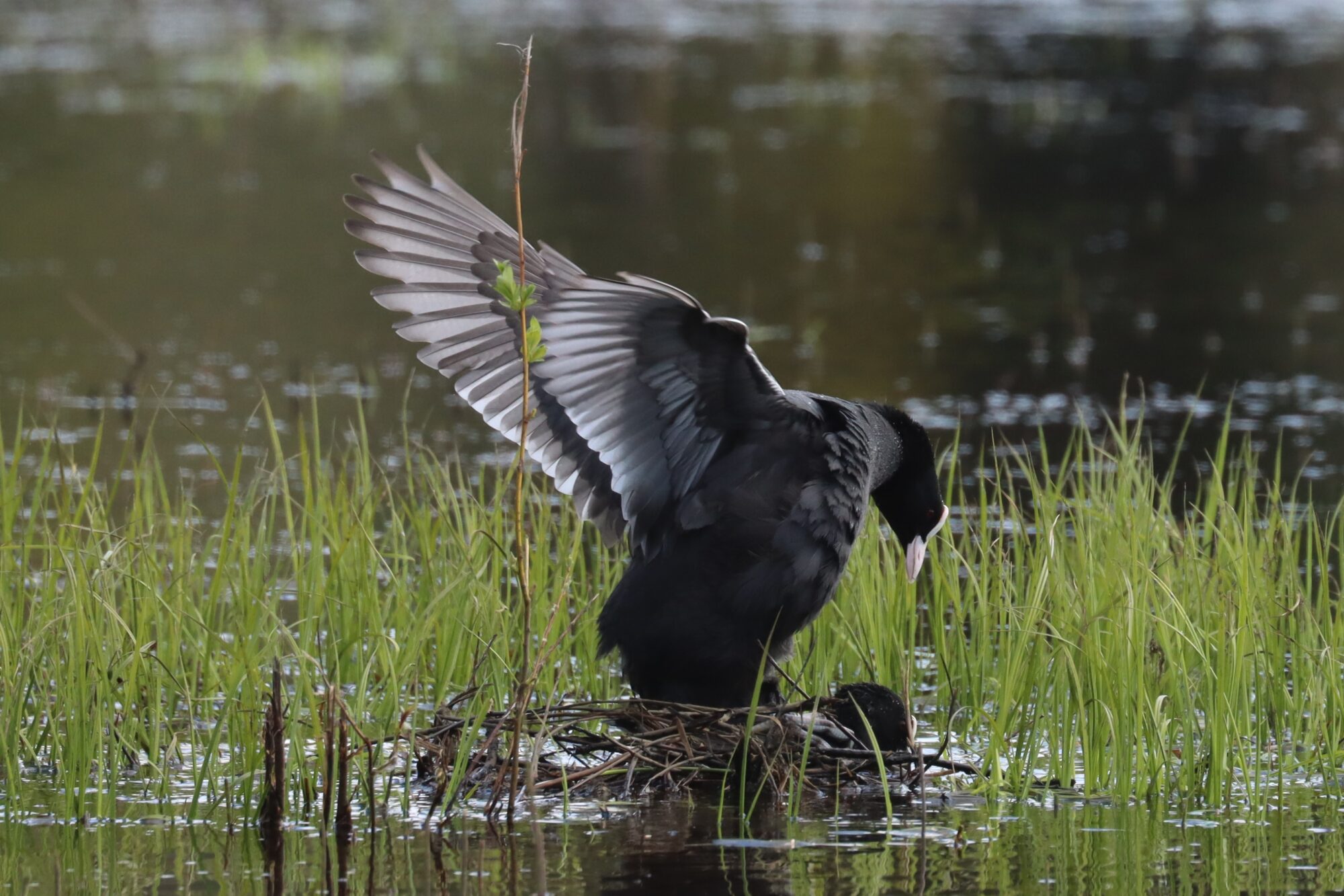 Valokuvaaja: Susanna Hannula
