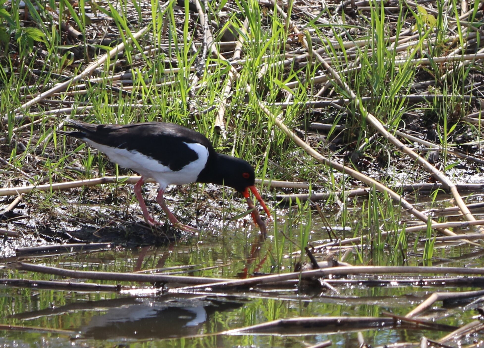 Valokuvaaja: Sirpa Haapanen