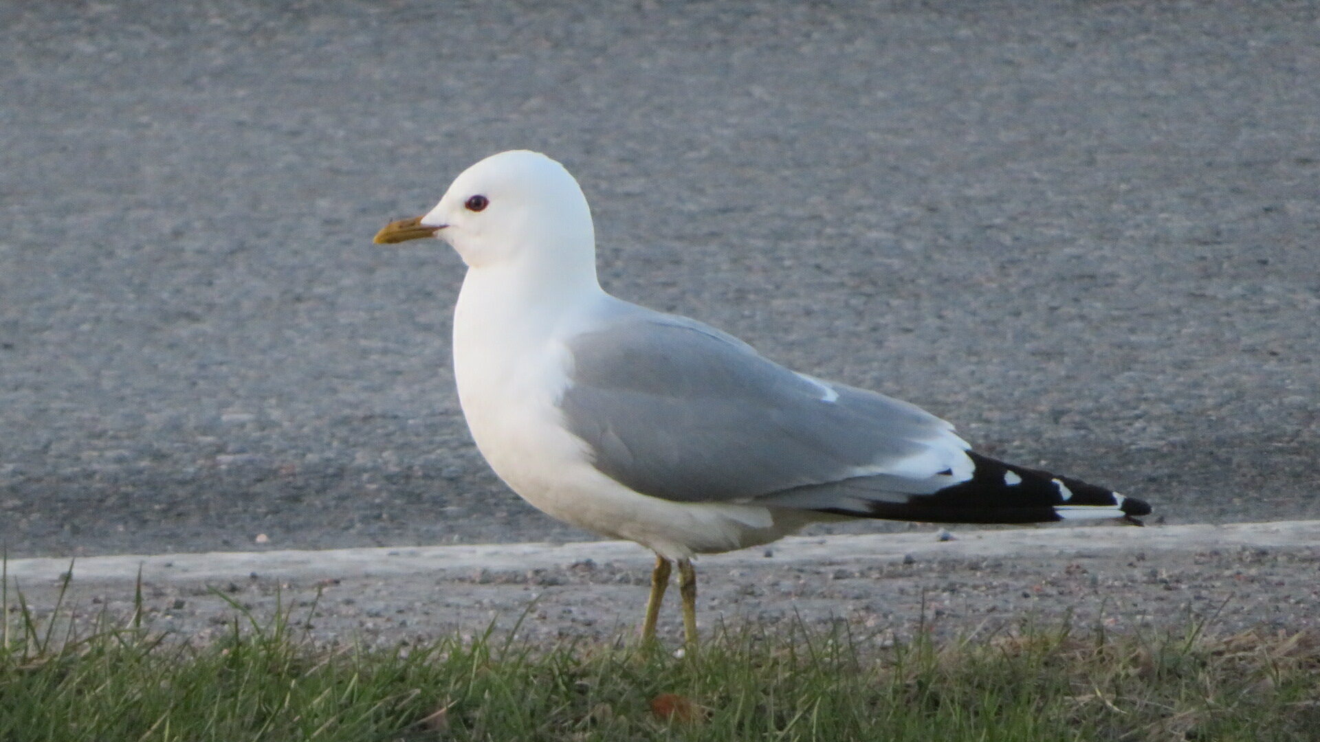 Valokuvaaja: Risto Kangassalo