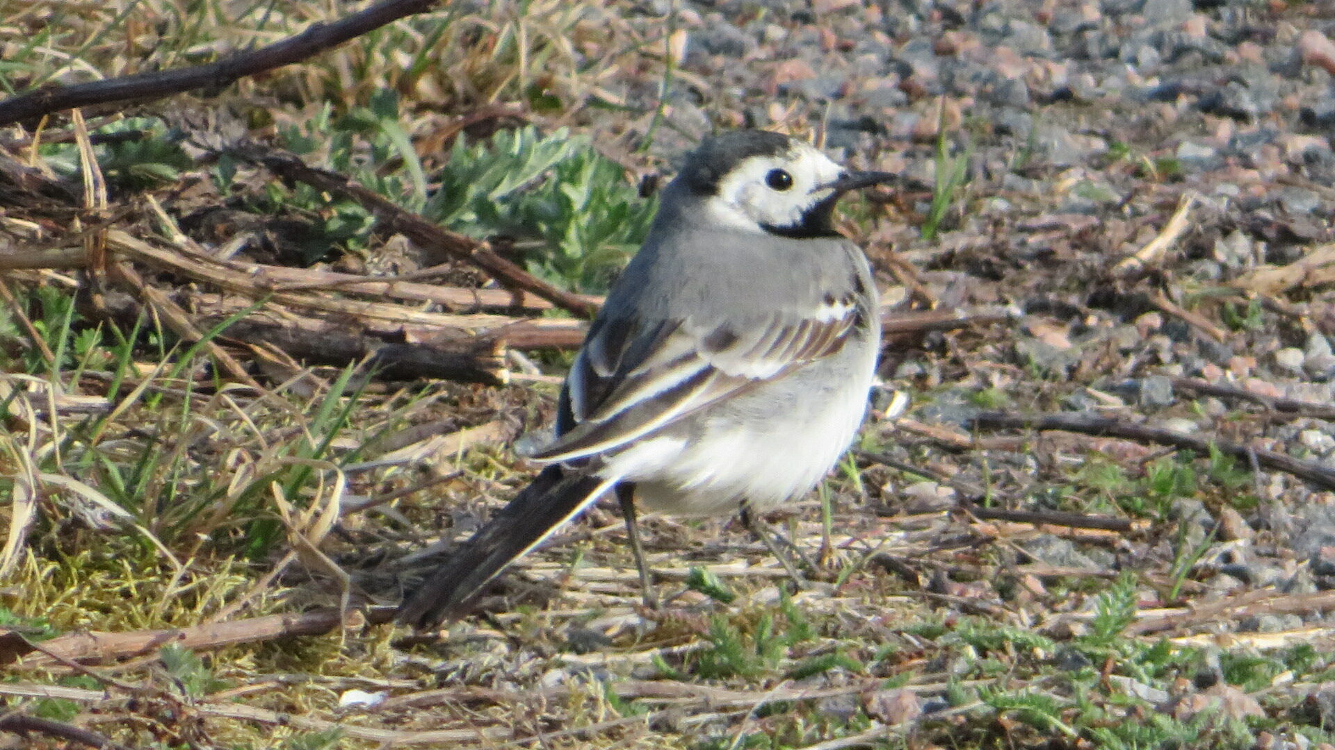 Valokuvaaja: Risto Kangassalo