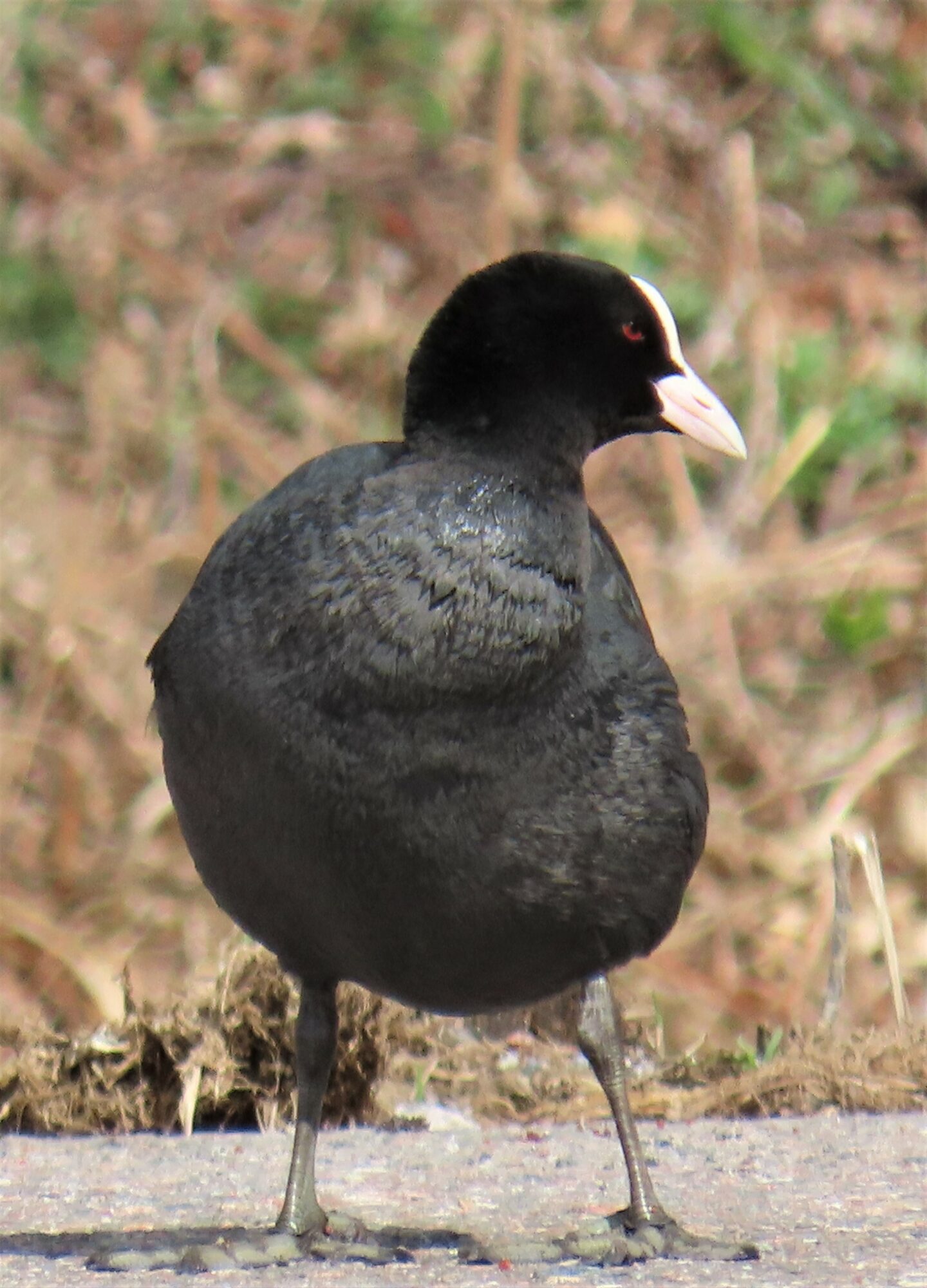 Valokuvaaja: Birgit Silvennoinen