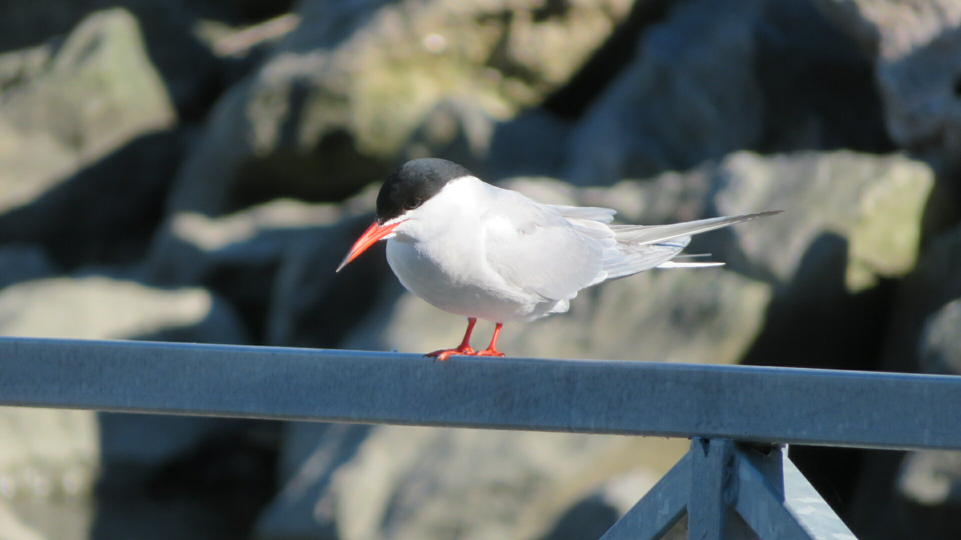 Valokuvaaja: Risto Kangassalo