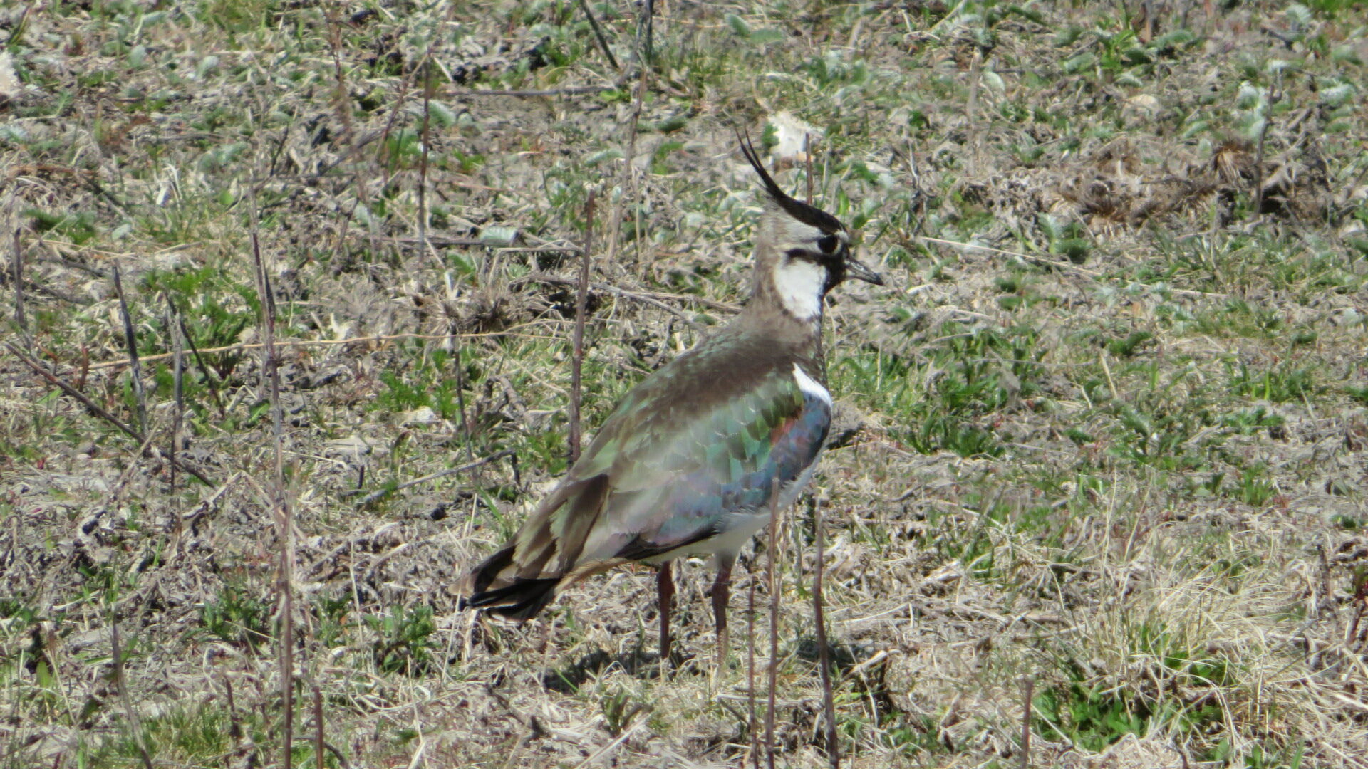Valokuvaaja: Risto Kangassalo