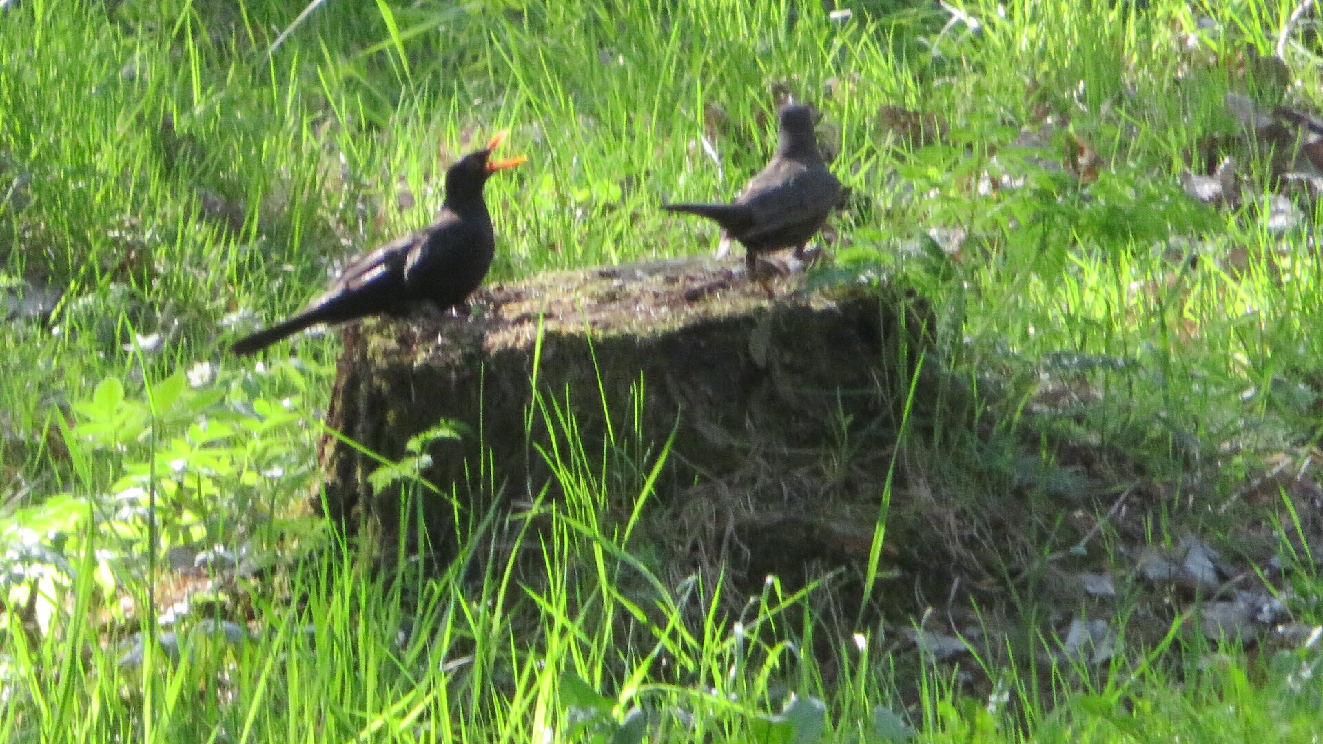 Valokuvaaja: Risto Kangassalo Valokuvaaja: Risto Kangassalo