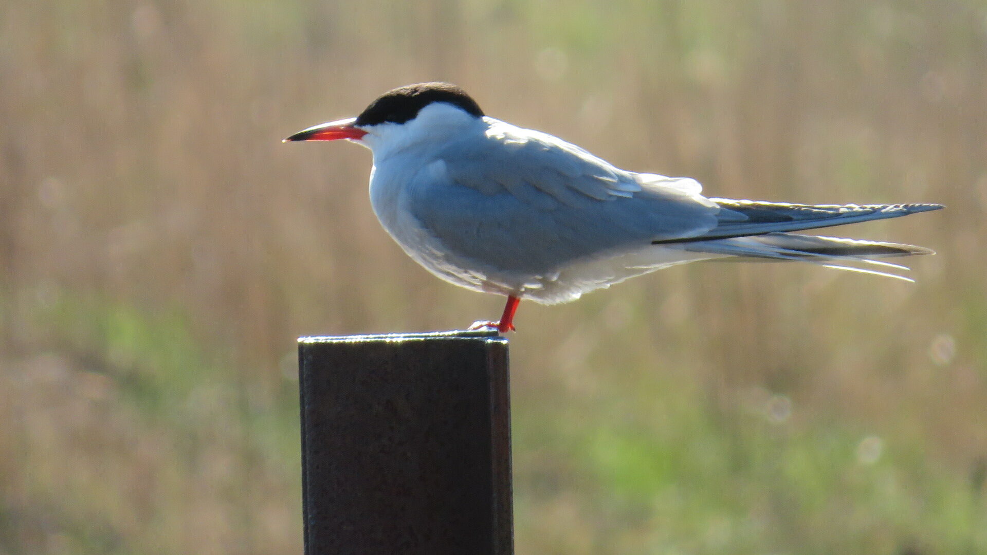 Valokuvaaja: Risto Kangassalo