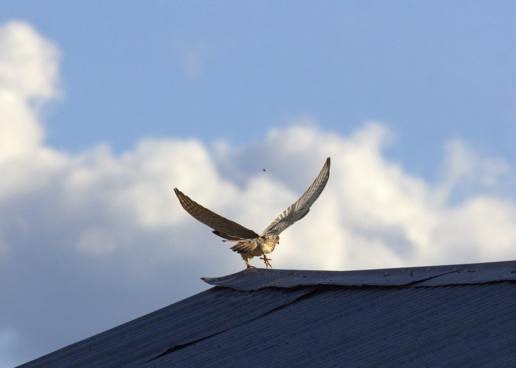 Valokuvaaja: Tapio Keinonen