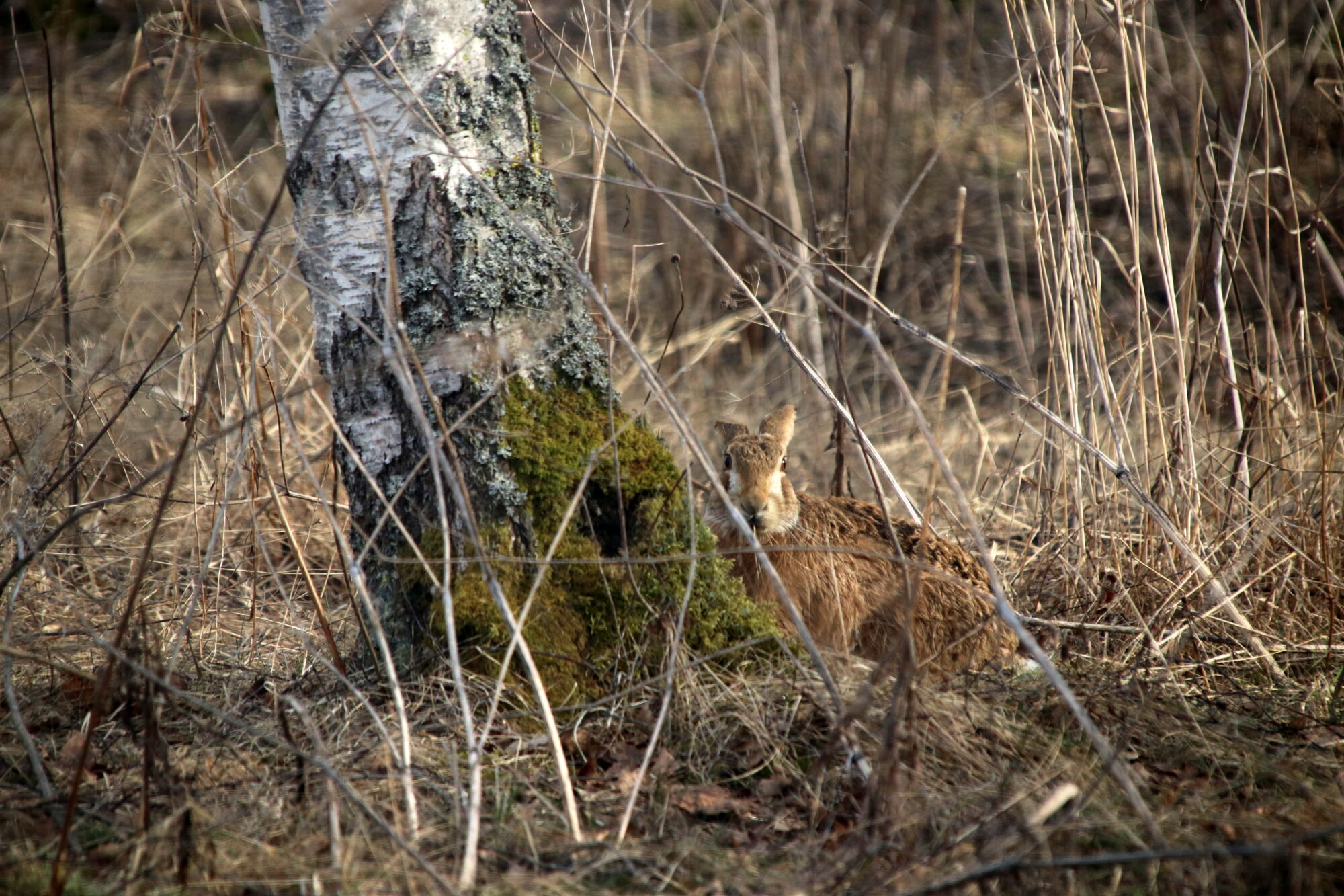 Valokuvaaja: Helena Sytelä