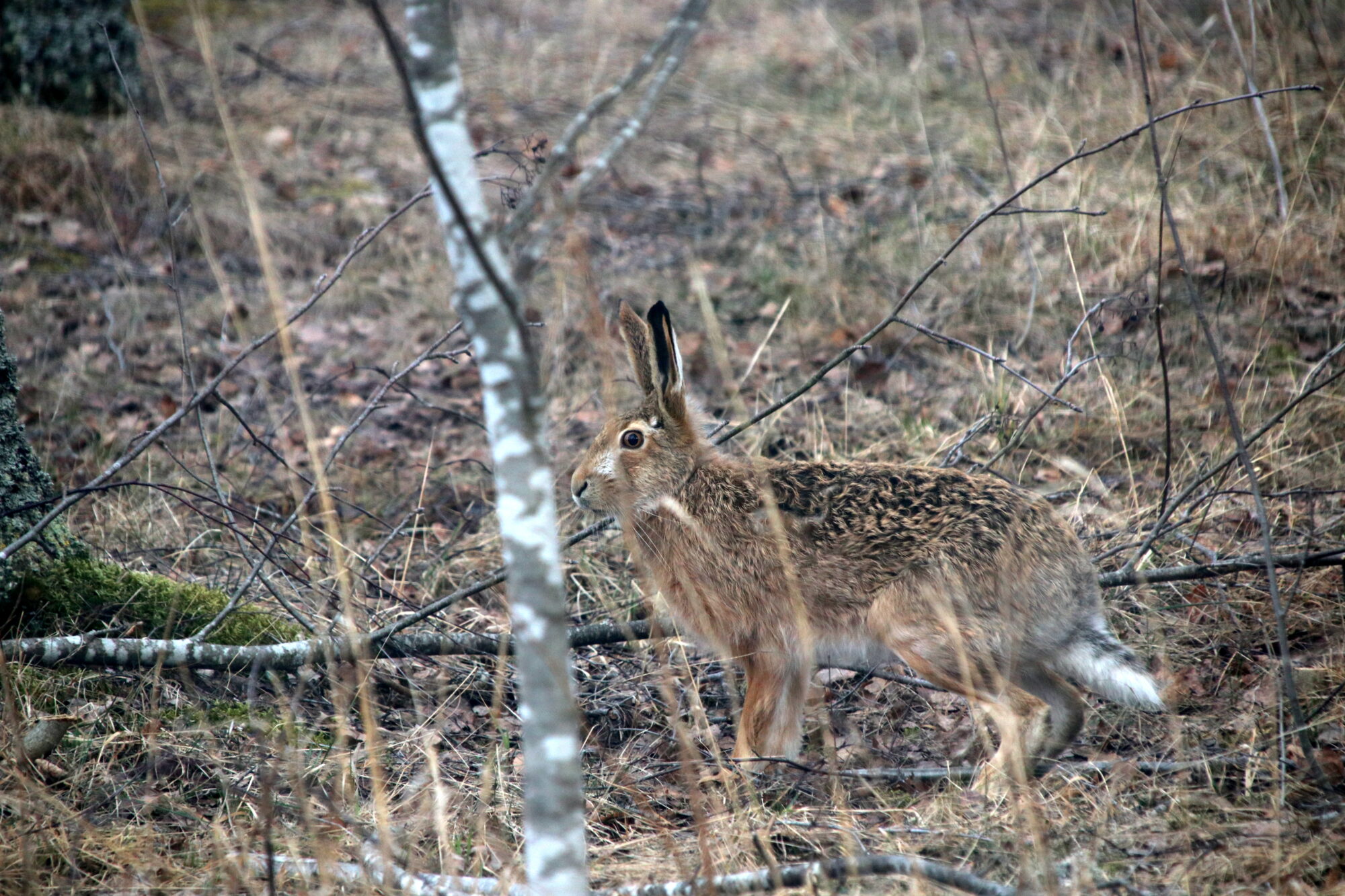 Valokuvaaja: Helena Sytelä