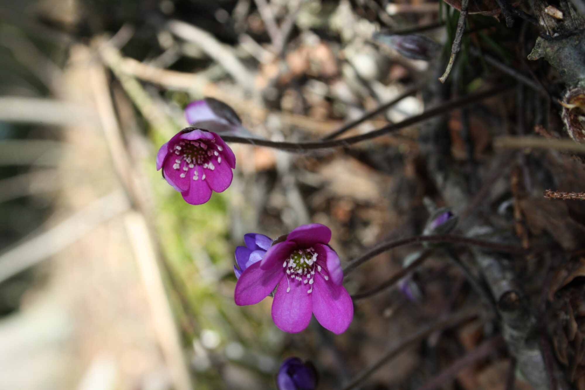 Valokuvaaja: Elli Koivisto