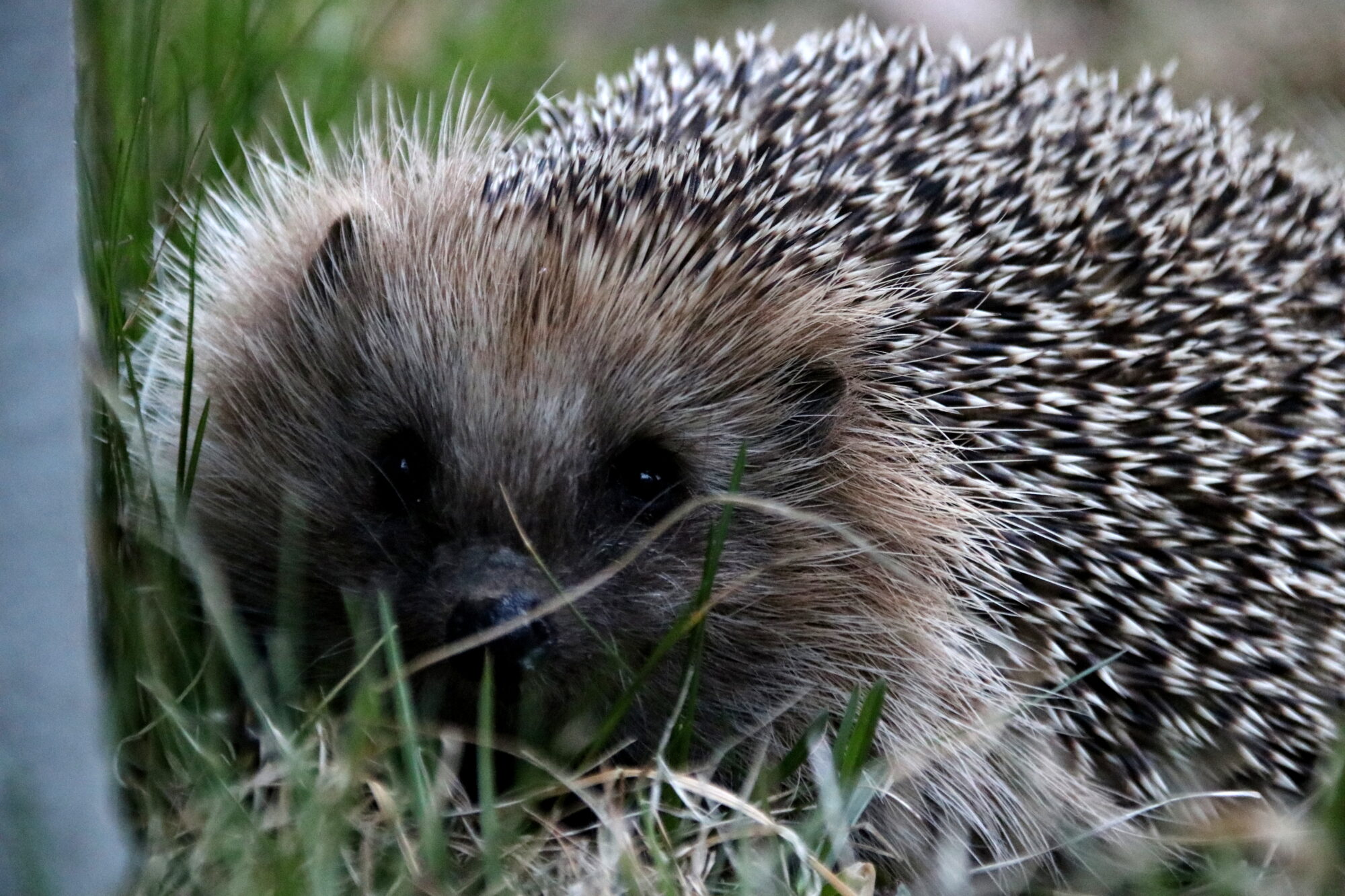 Valokuvaaja: Helena Sytelä