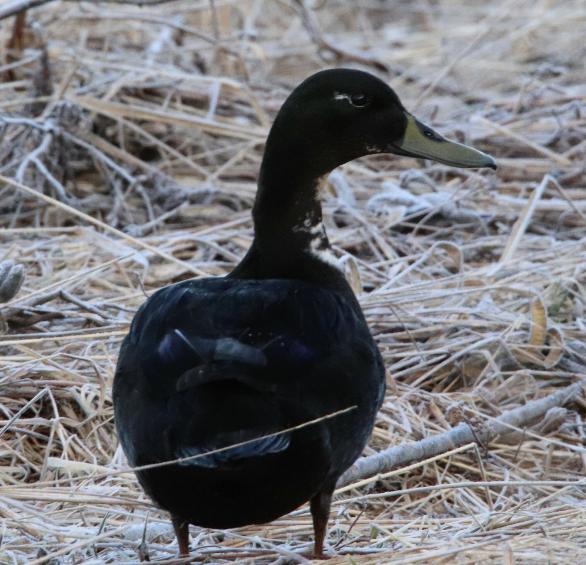 Valokuvaaja: Irja Lehtinen