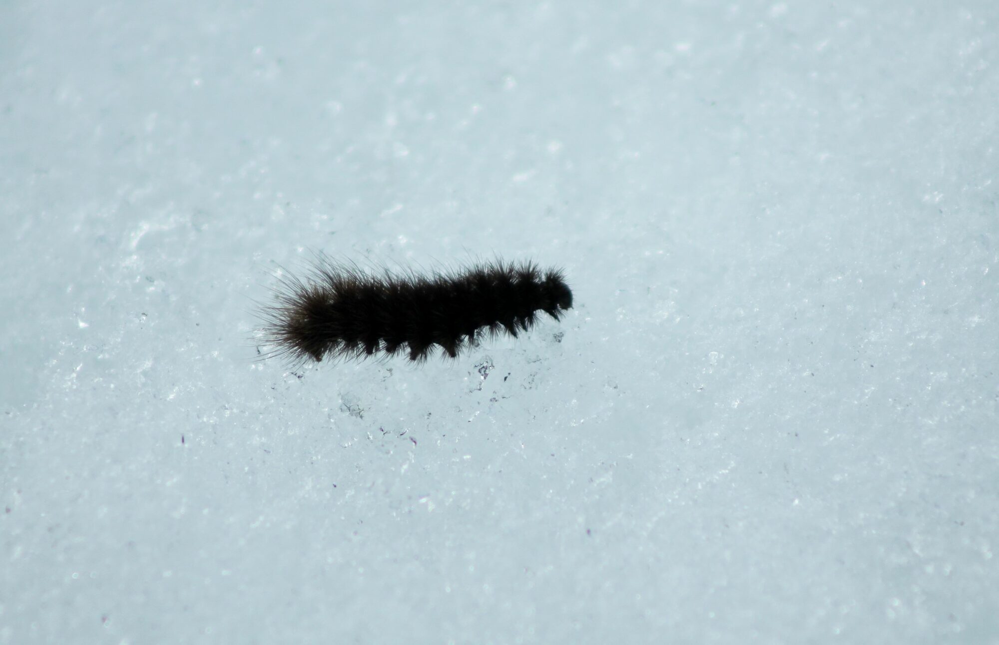 Valokuvaaja: Pirkko Siukonen