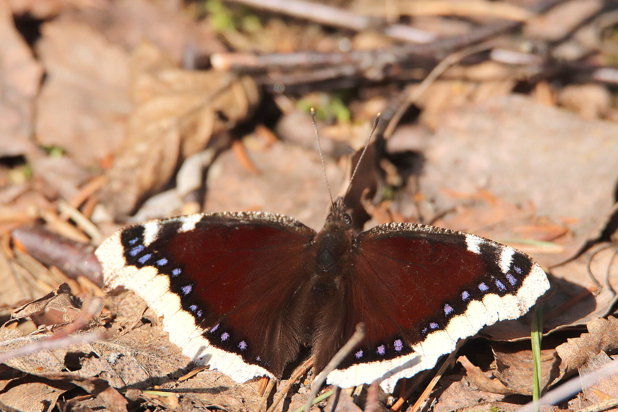 Valokuvaaja: Irja Lehtinen