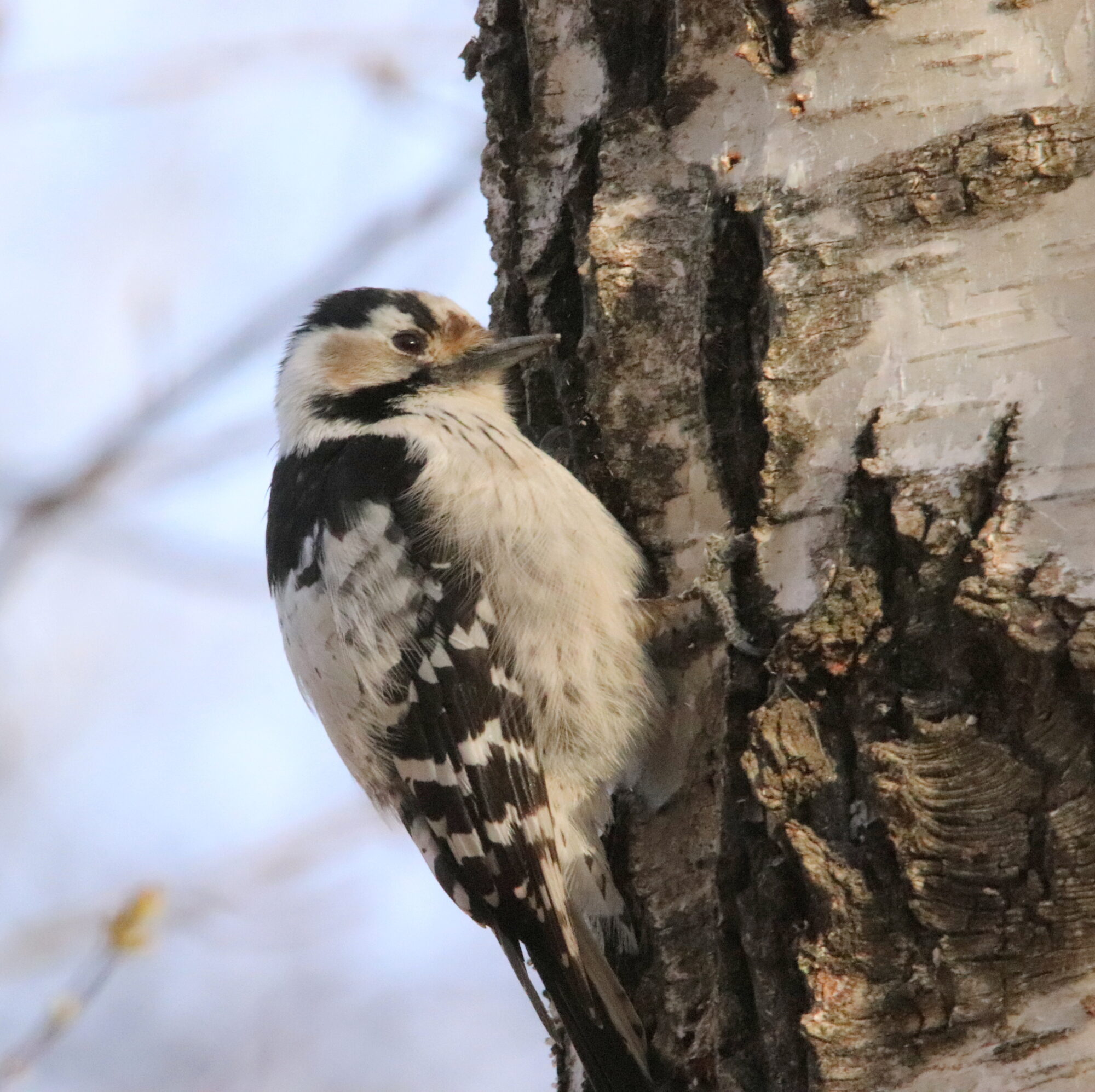 Valokuvaaja: Irja Lehtinen