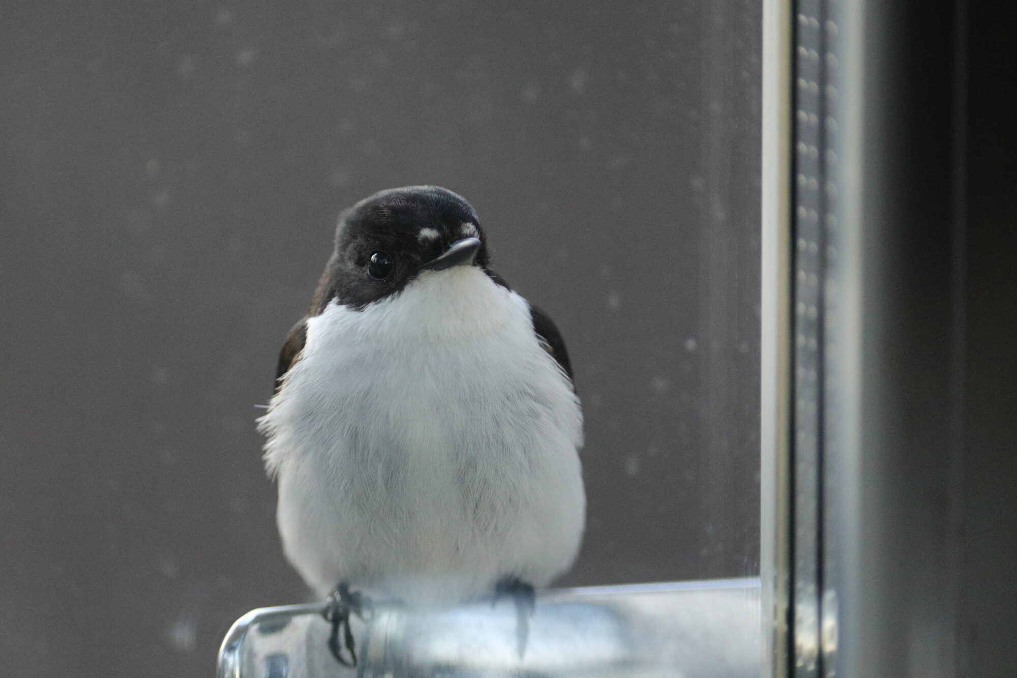 Valokuvaaja: Pasi Lähde