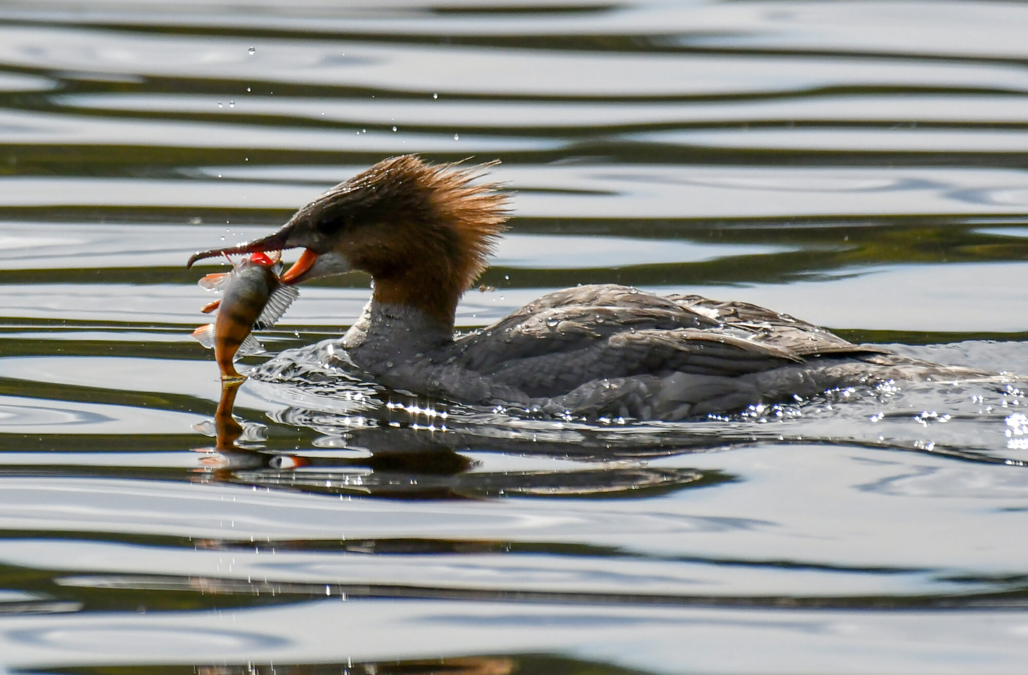 Valokuvaaja: Matti Maninen