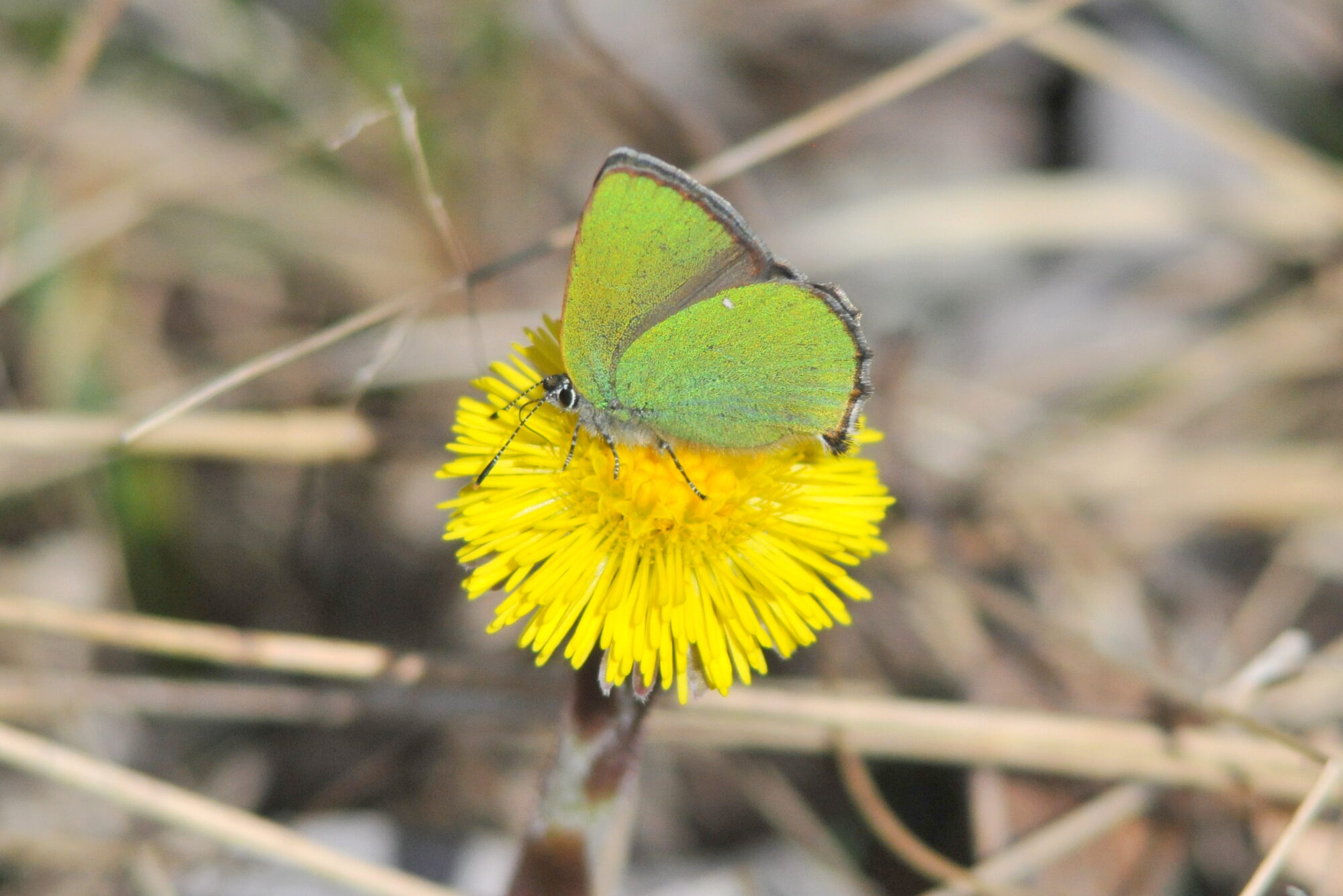 Valokuvaaja: Kaarlo Asikainen