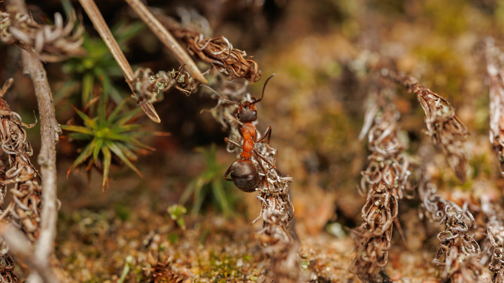 Valokuvaaja: Tommi Kujala