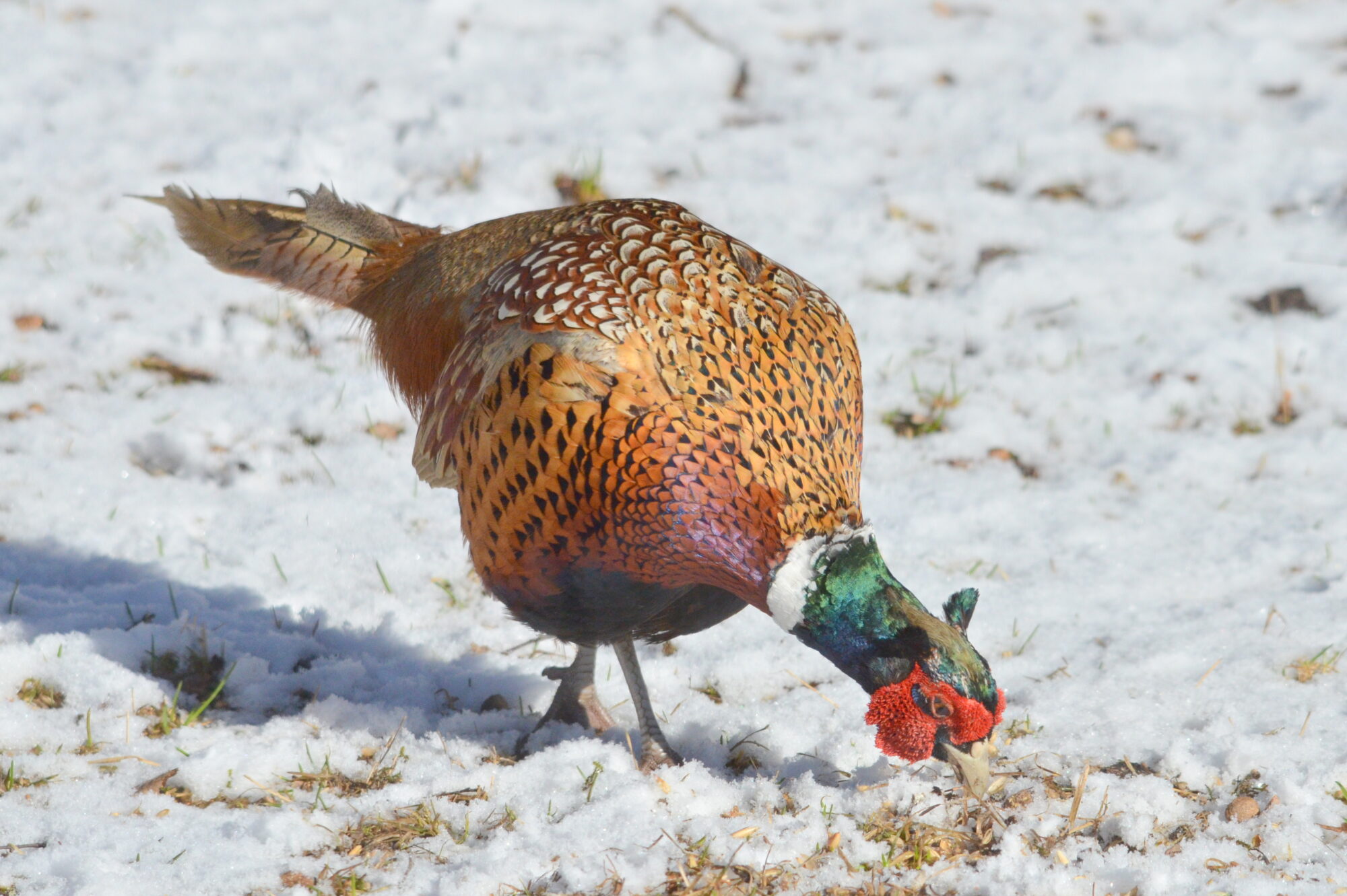 Valokuvaaja: Kaarlo Asikainen