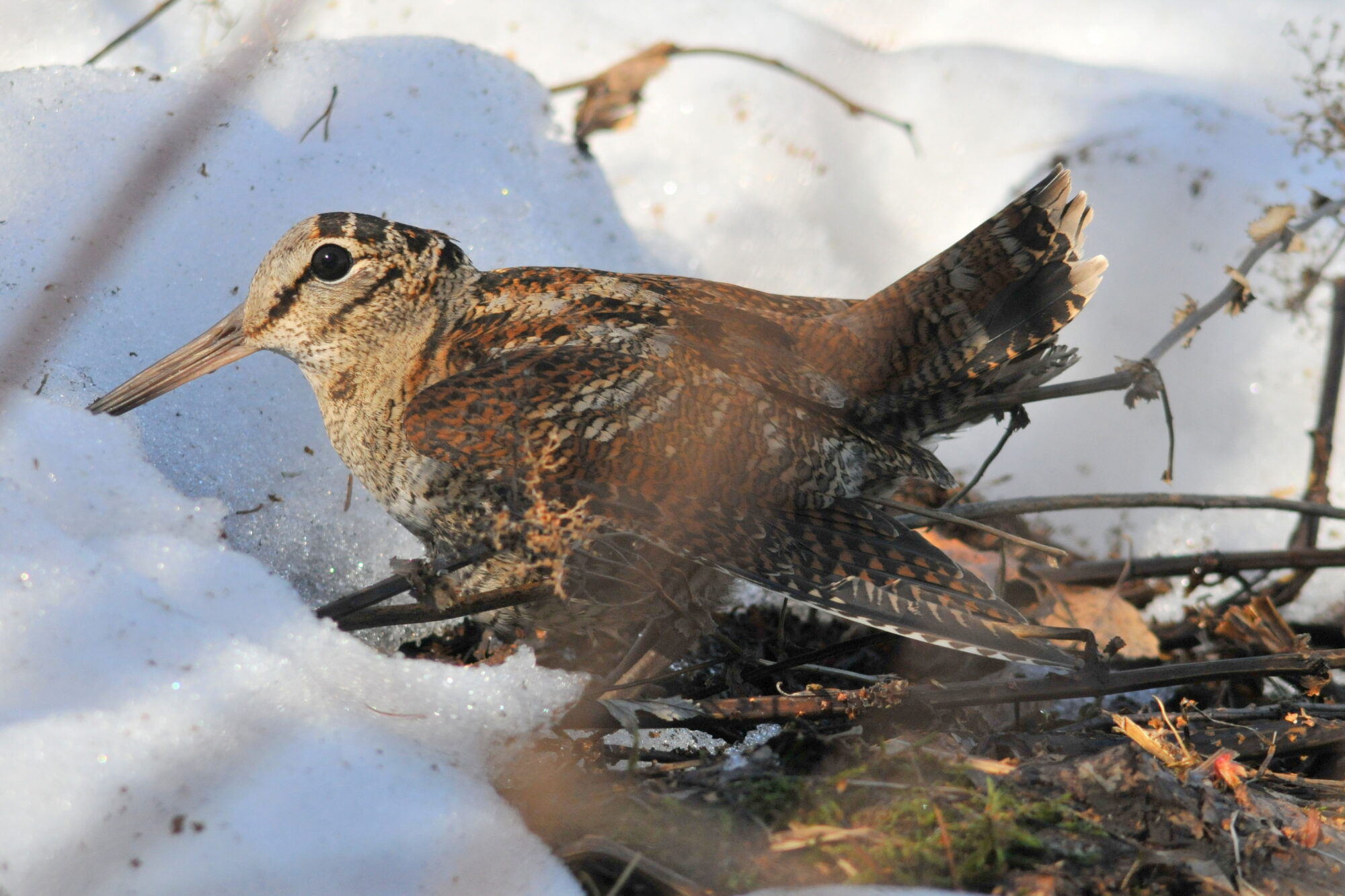 Valokuvaaja: Kaarlo Asikainen