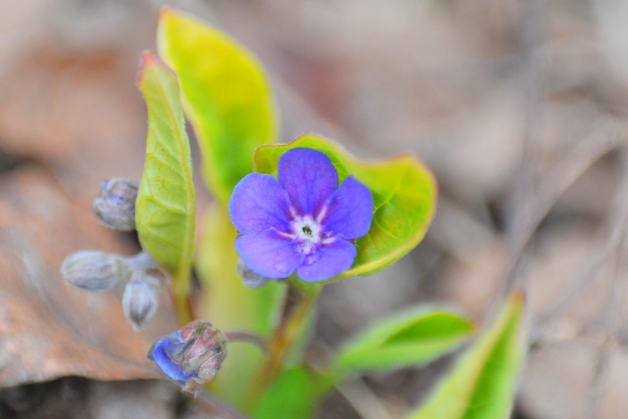Valokuvaaja: Kaarlo Asikainen